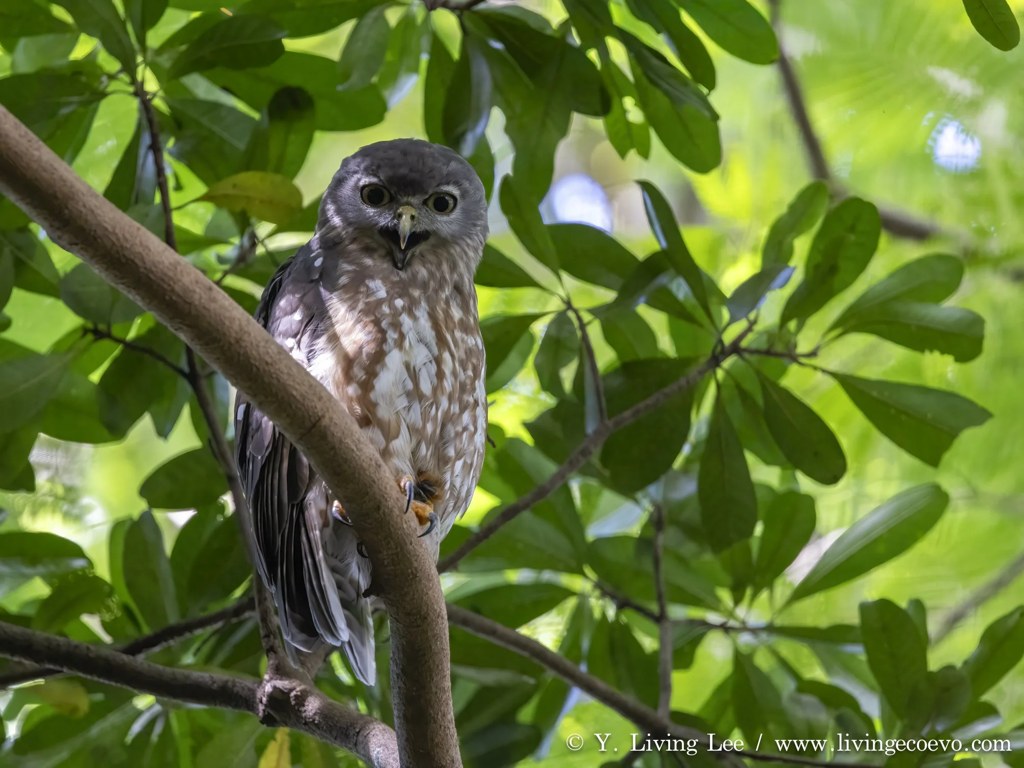 Barking owl (Ninox connivens) @ NT, Darwin