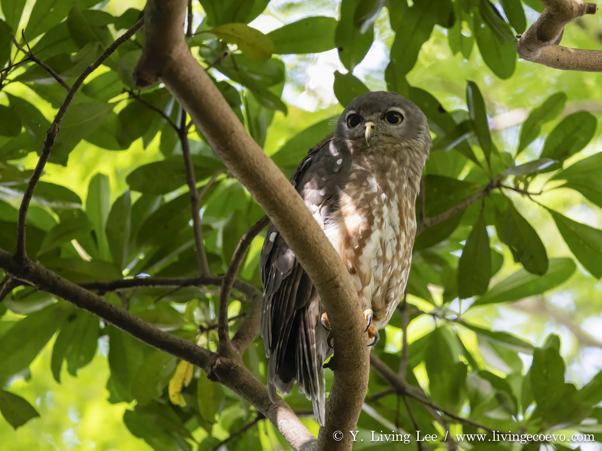 Barking owl (Ninox connivens) @ NT, Darwin