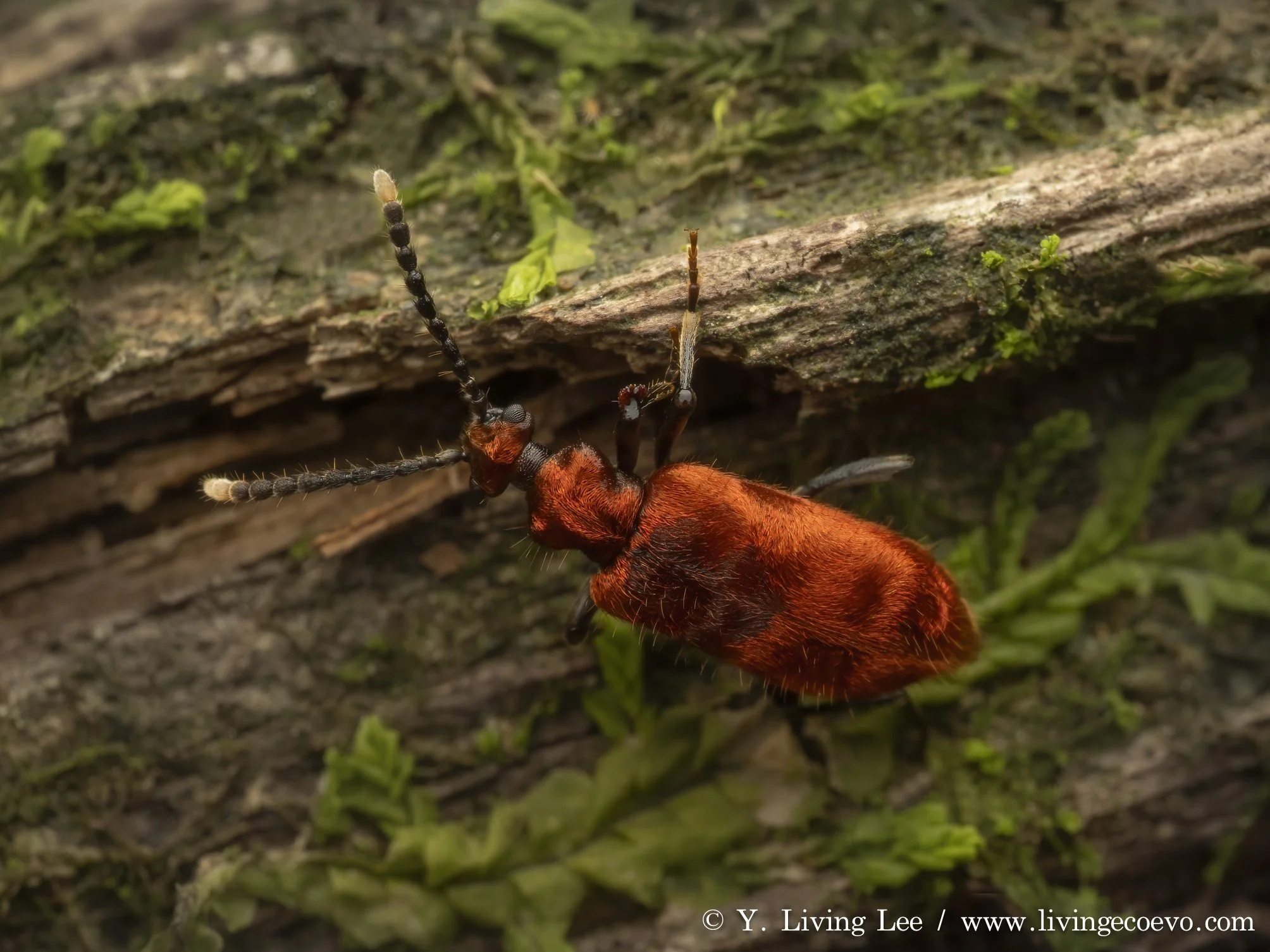 Anthicidae (Lemodes coccinea) @ ACT, Tidbinbilla