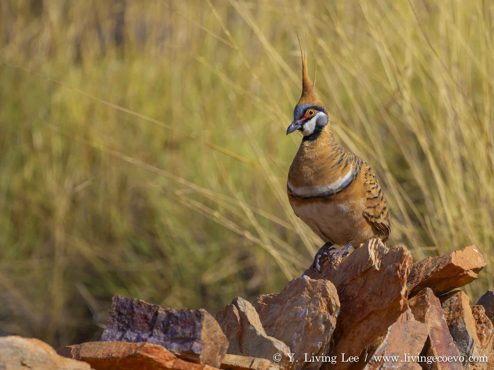Spinifex pigeon (Geophaps plumifera) @ NT, West MacDonnell Range, Ormiston Gorge, Ormiston pound walk