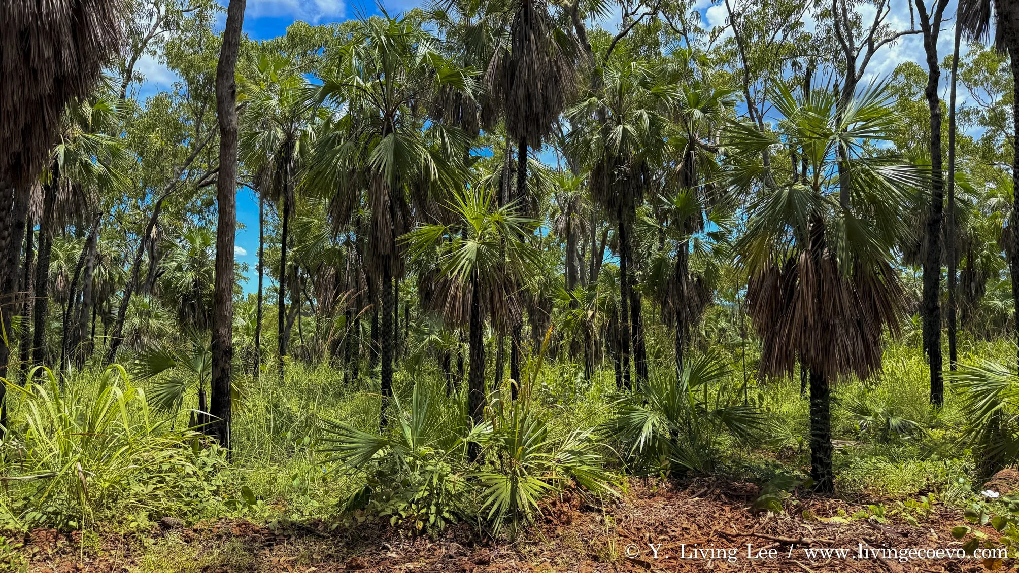 Palm forests @ WA, Mitchell plateau