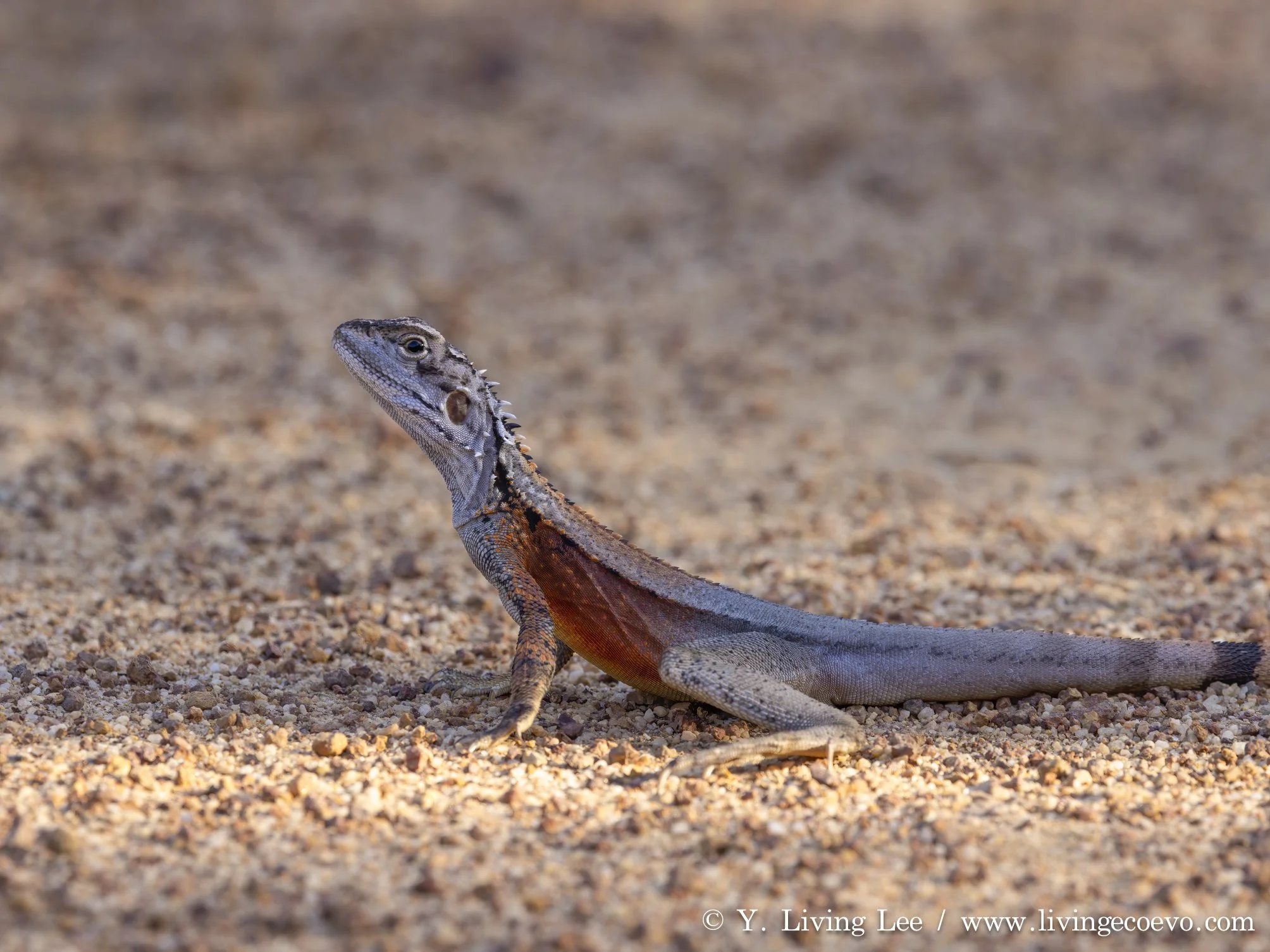 Crested dragon (Ctenophorus cristatus) @ WA, Dragon Rocks