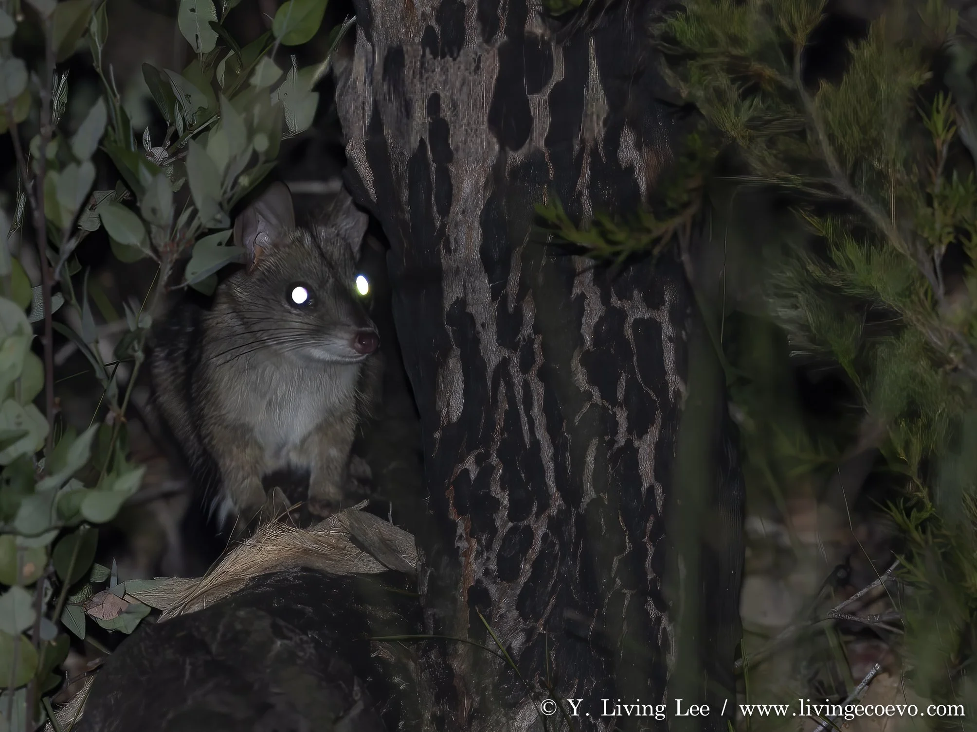 Chuditch (Dasyurus geoffroii), western quoll @ WA, Tone-Perup NR