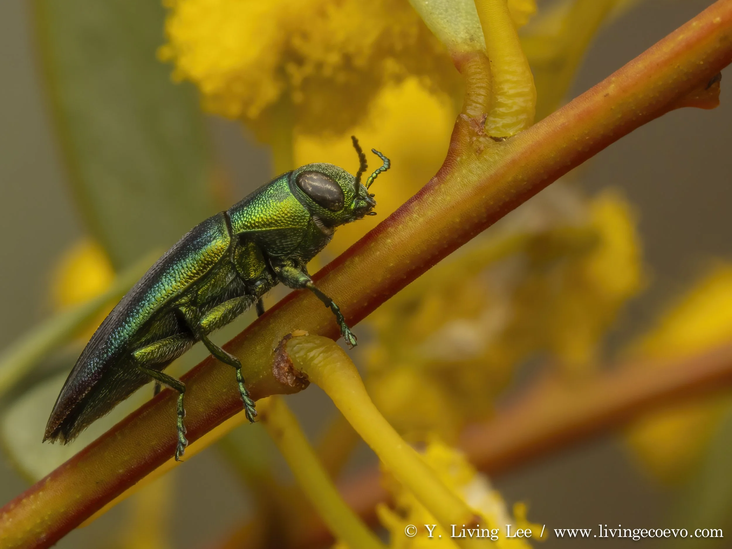 Buprestidae (Melobasis obscurella) @ ACT, Black mountain W slope, on Acacia flower
