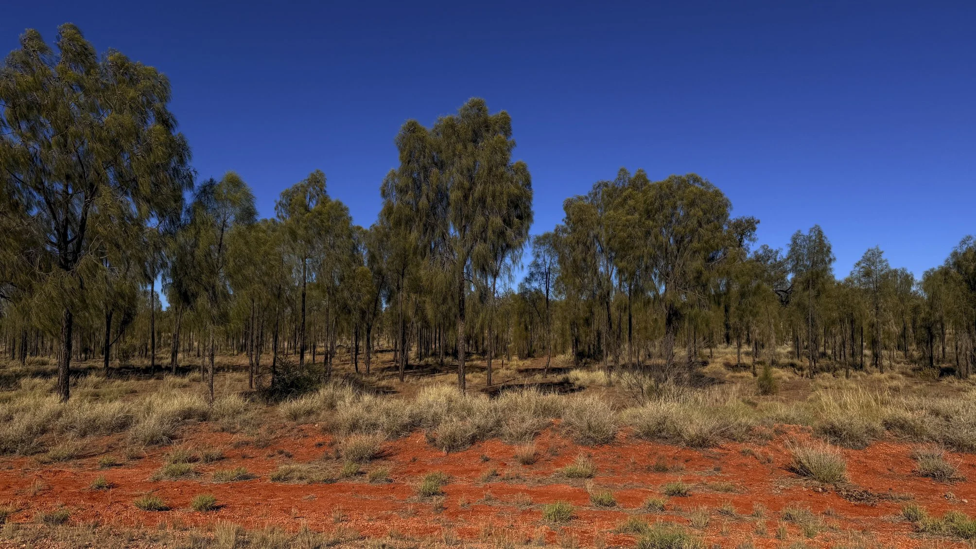 Desert sheoak (Allocasuarina decaisneana) @ NT, Red center way, Namatjira Drive; Drooping leaves of desert she-oaks, lady's long hair flows down, swaying in the wind.