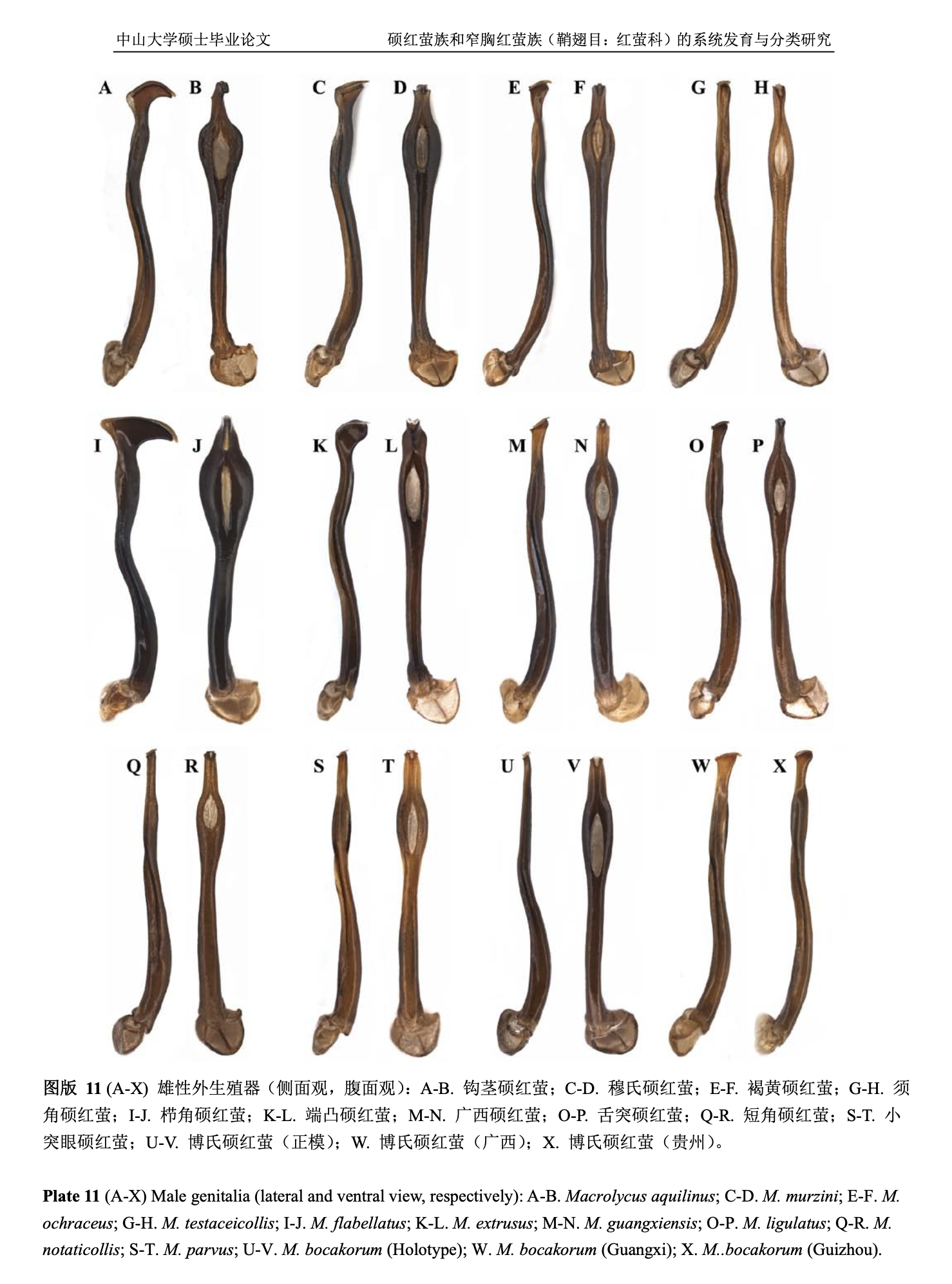 Image showing male genitalia of different species, labeled from A to X. The species include Macrolycus aquilinus, M. murzini, M. ochraceus, M. testaceicollis, M. extrusus, M. guangxiensis, M. bellatus, M. exilarius, M. ligulatus, M. notaticollis, M. parvus, and M. bocakorum.