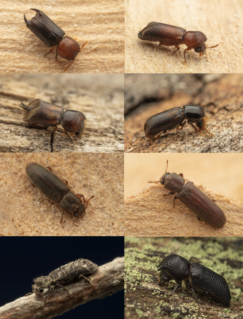 A collage of nine close-up images of various small beetles and insects on different natural surfaces.