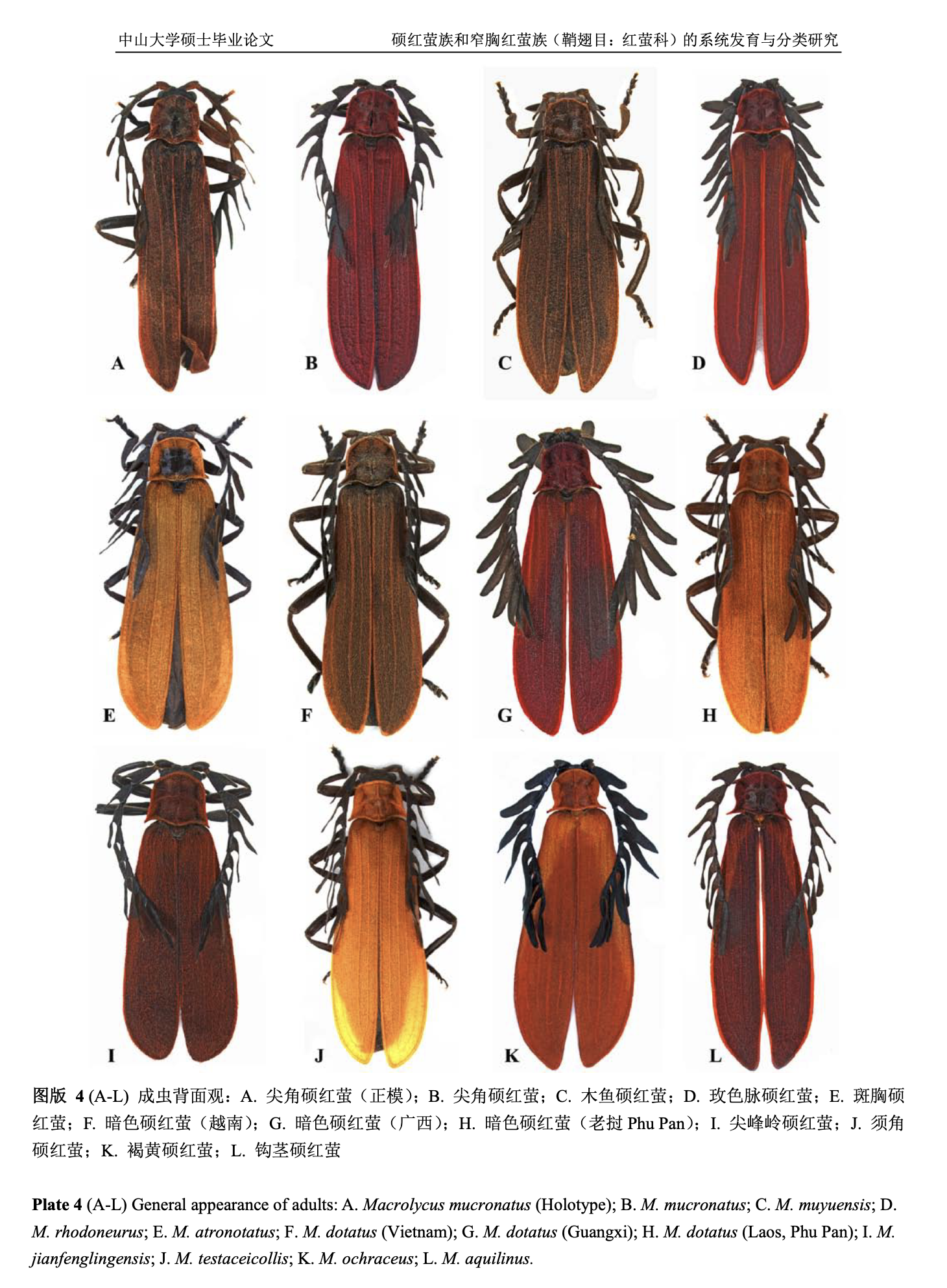 A chart showing the general appearance of various beetle species, labeled A through L. Each beetle displays distinct coloration and patterns on its body and wings, with descriptions in Chinese and Latin names provided.