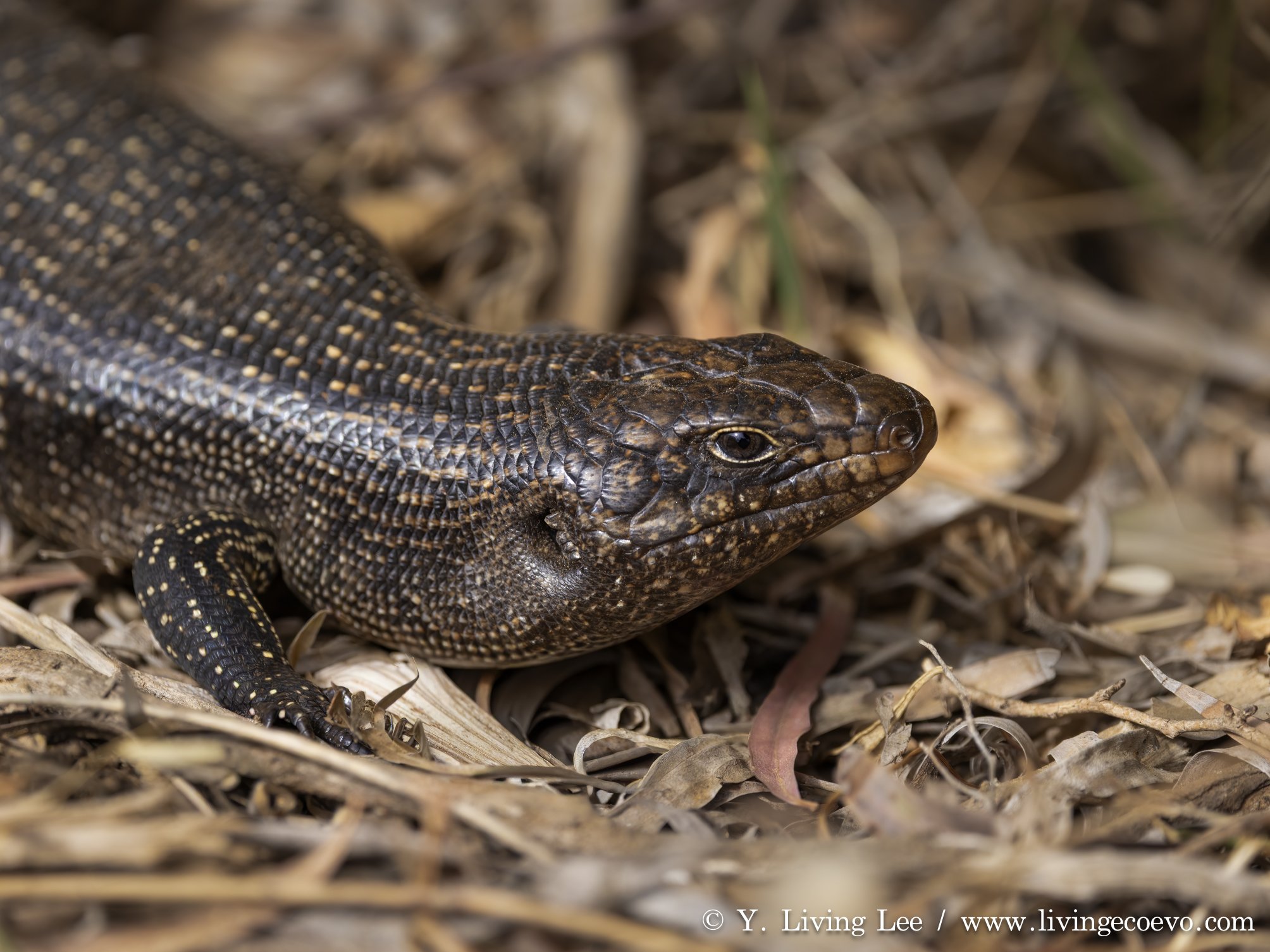 King's skink (Egernia kingii) @ WA, Cheynes beach