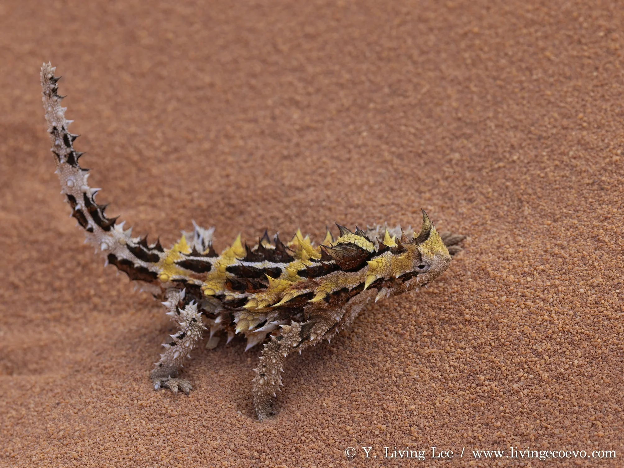 Thorny devil (Moloch horridus) @ WA, Shark Bay