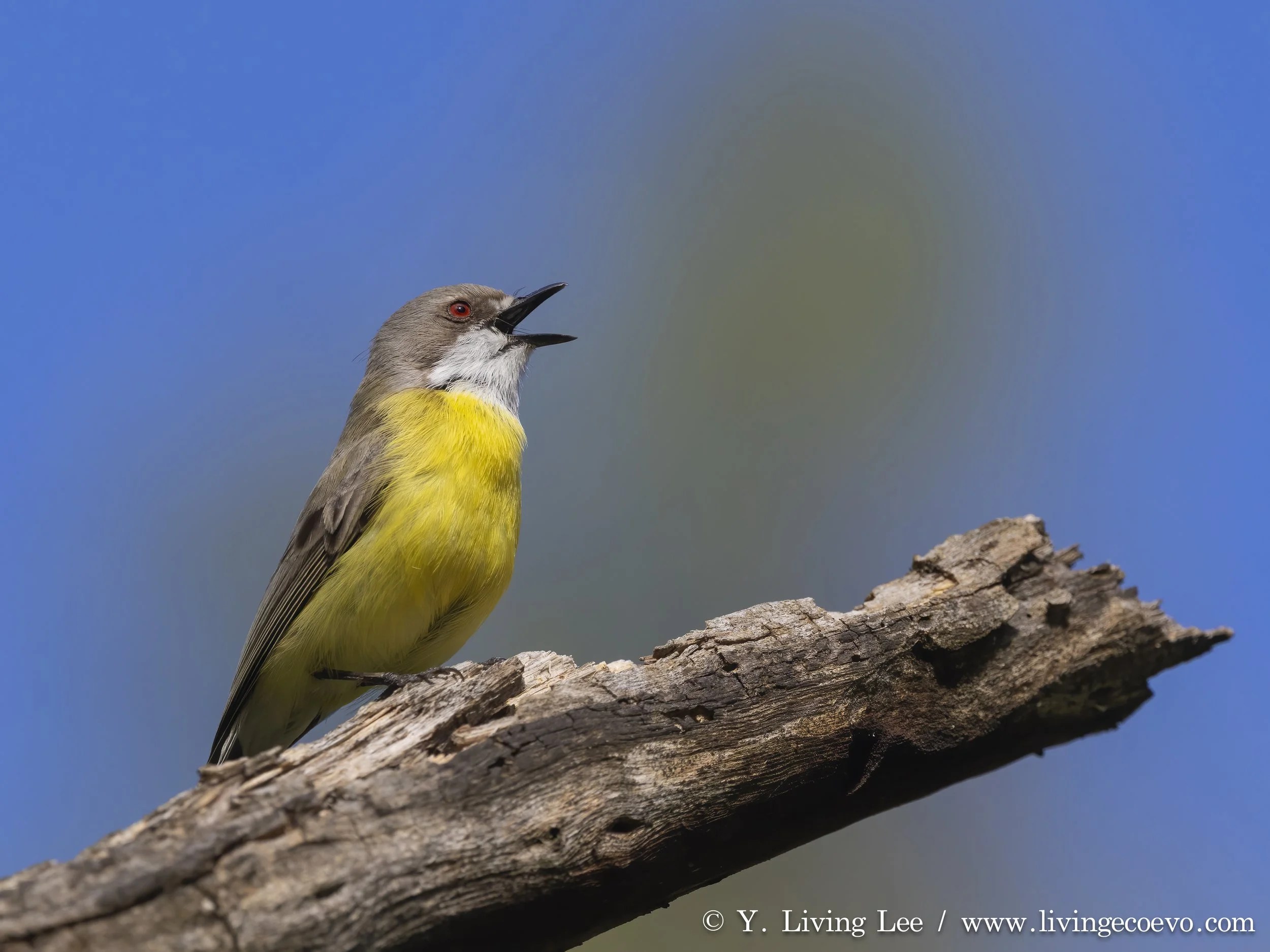 White-throated gerygone (Gerygone olivacea) @ NSW, Warrumbungle