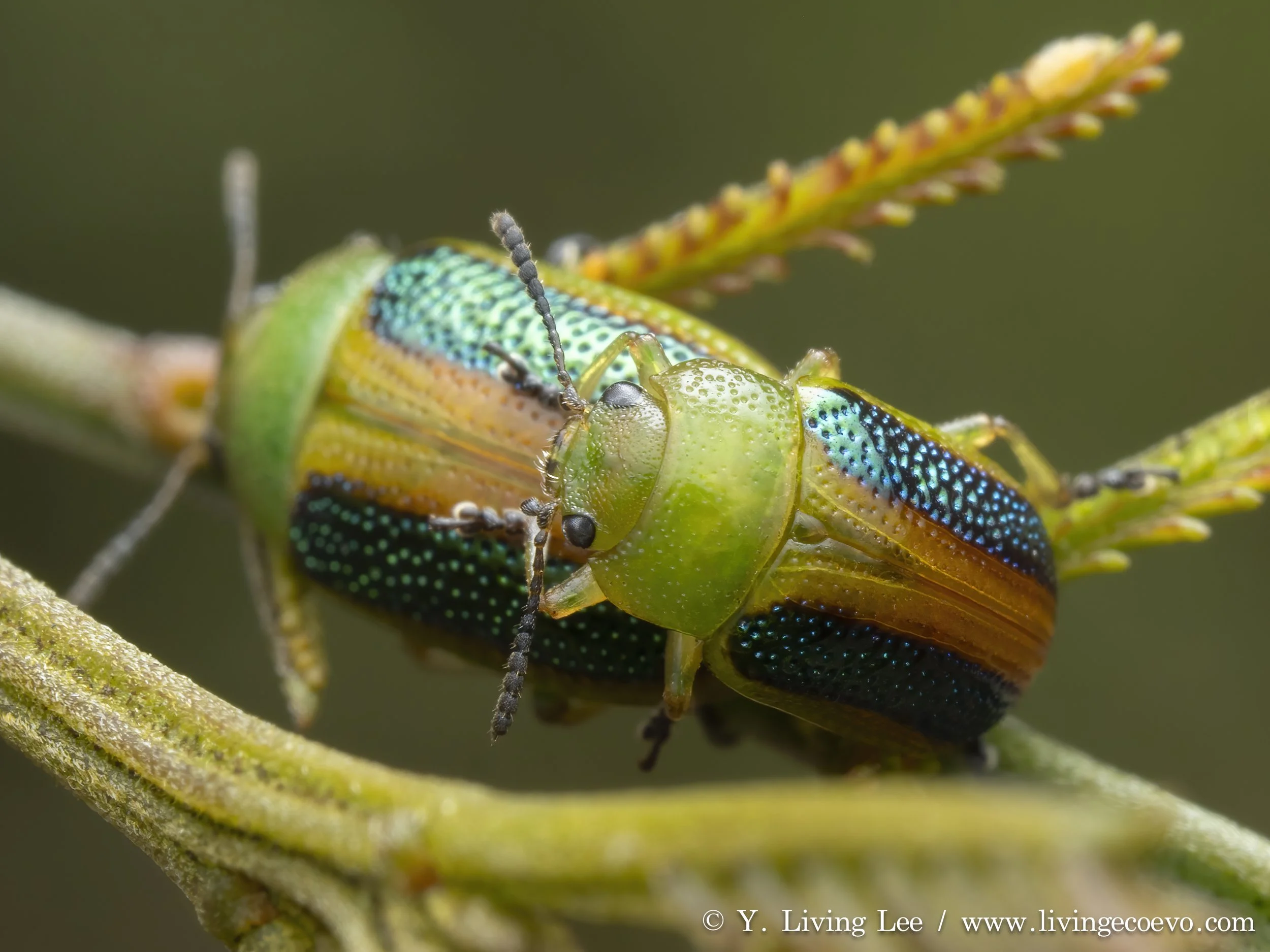Chrysomelidae (Calomela sp.) @ ACT, Black mountain, E slope