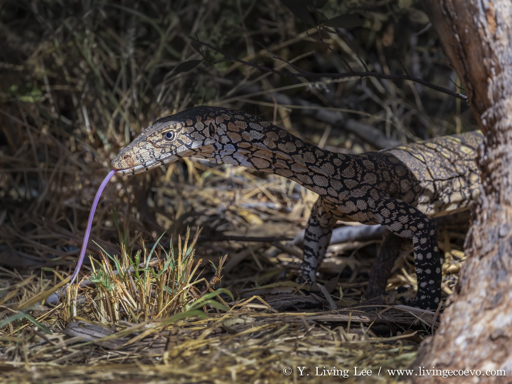 Perentie (Varanus giganteus), a 40 cm juvenile @ NT, West MacDonnell Range, Ormiston Gorge; On the first afternoon at Red Center, I had my first encounter with a Perentie. Dodging the mid-day heat in an air-conditioned 4WD [Hottest hours of a mid-sum