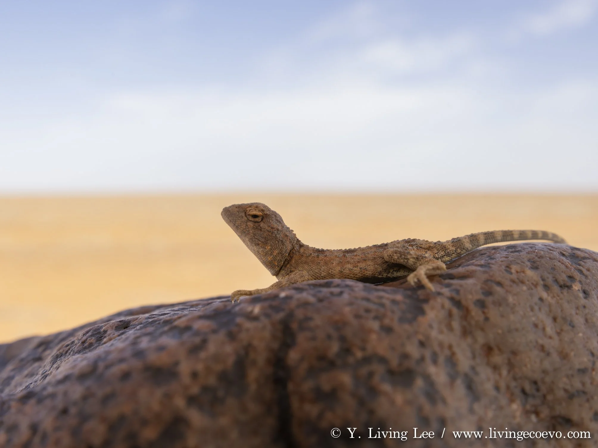 Eyrean earless dragon (Tympanocryptis tetraporophora) @ SA, Coober Pedy