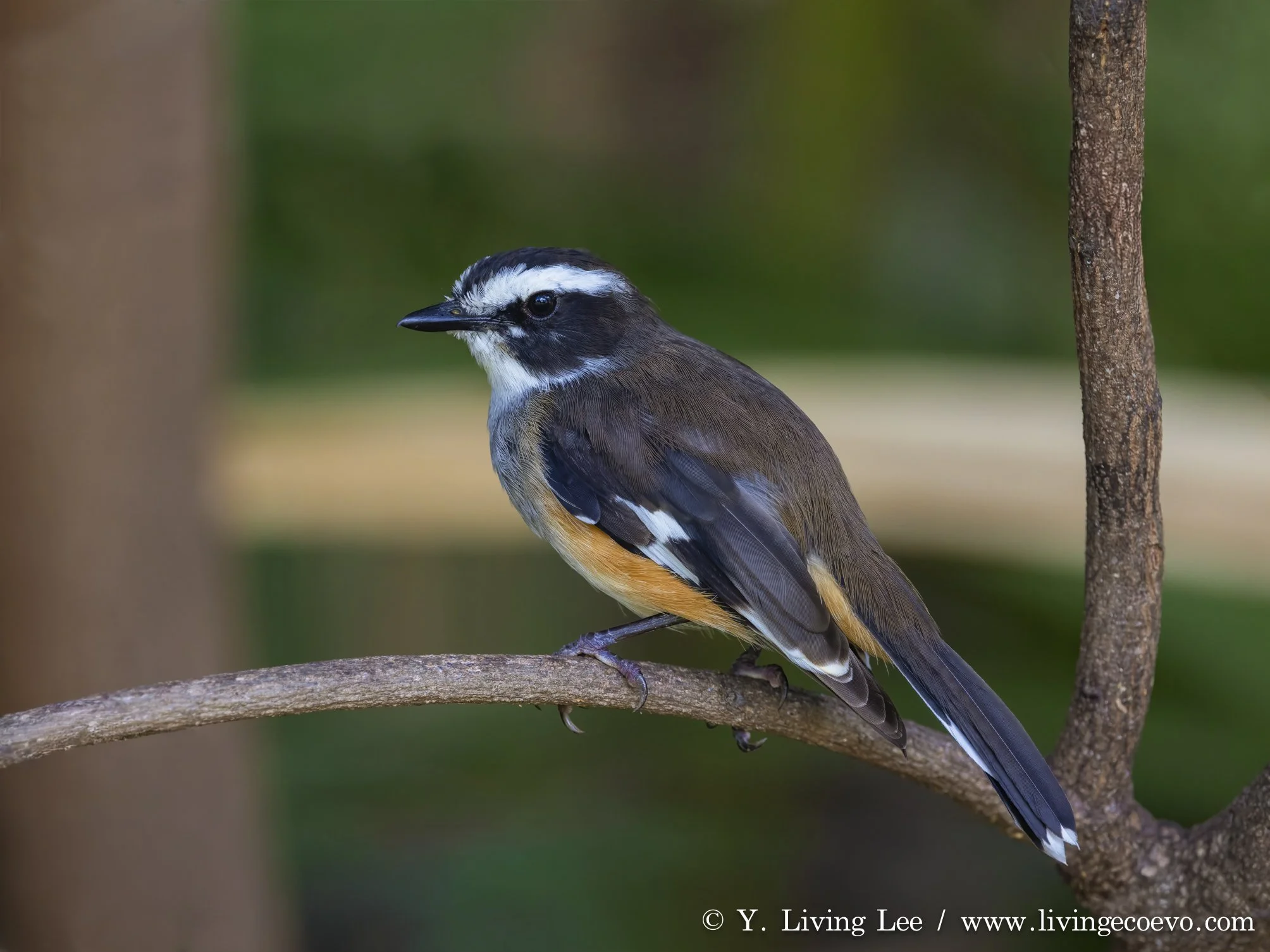 Buff-sided robin (Poecilodryas cerviniventris) @ WA, Kununurra, Discovery park