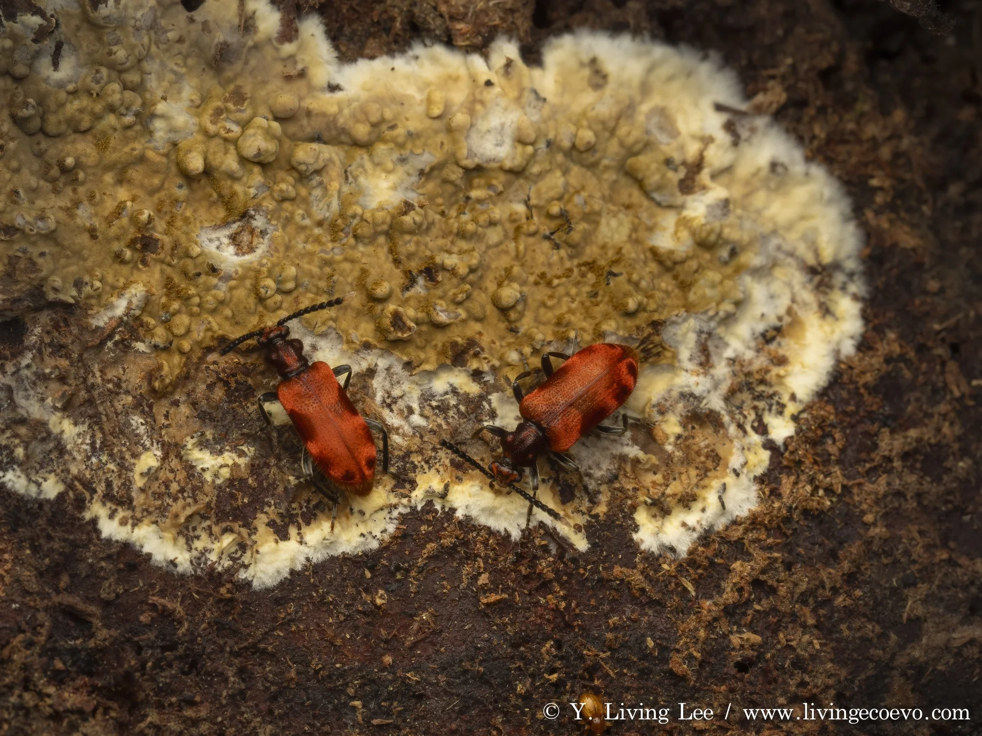 Anthicidae (Lemodes coccinea) @ ACT, Tidbinbilla; on fungus encrusted rotten log