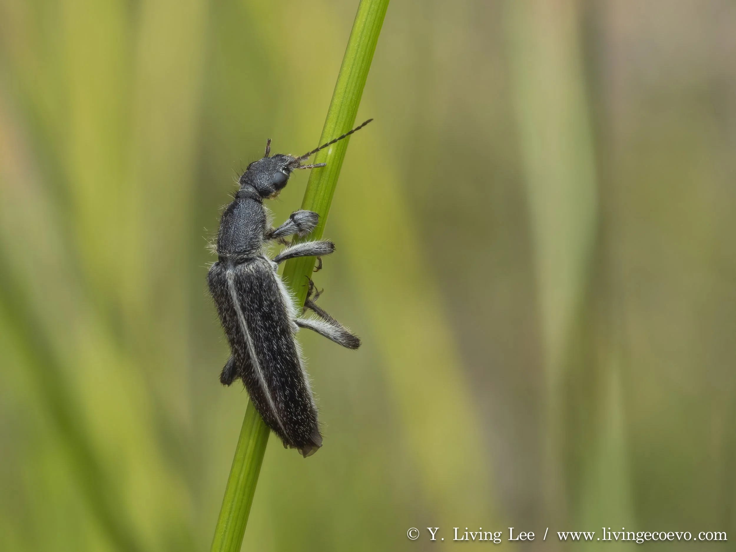 Meloidae @ NSW, Mt Jerrabomberra