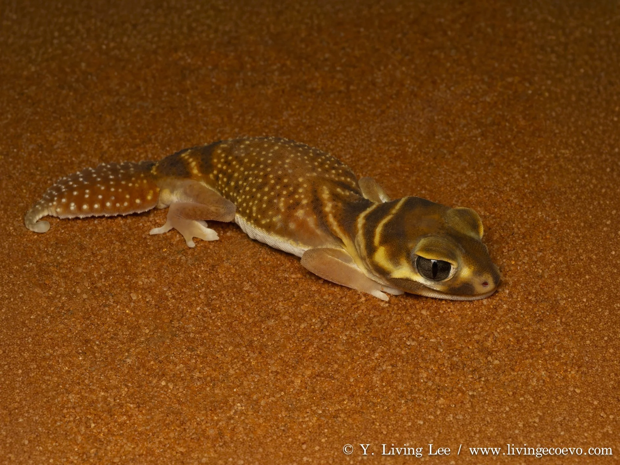 Smooth knob-tailed gecko (Nephrurus levis) @ WA, Shark Bay