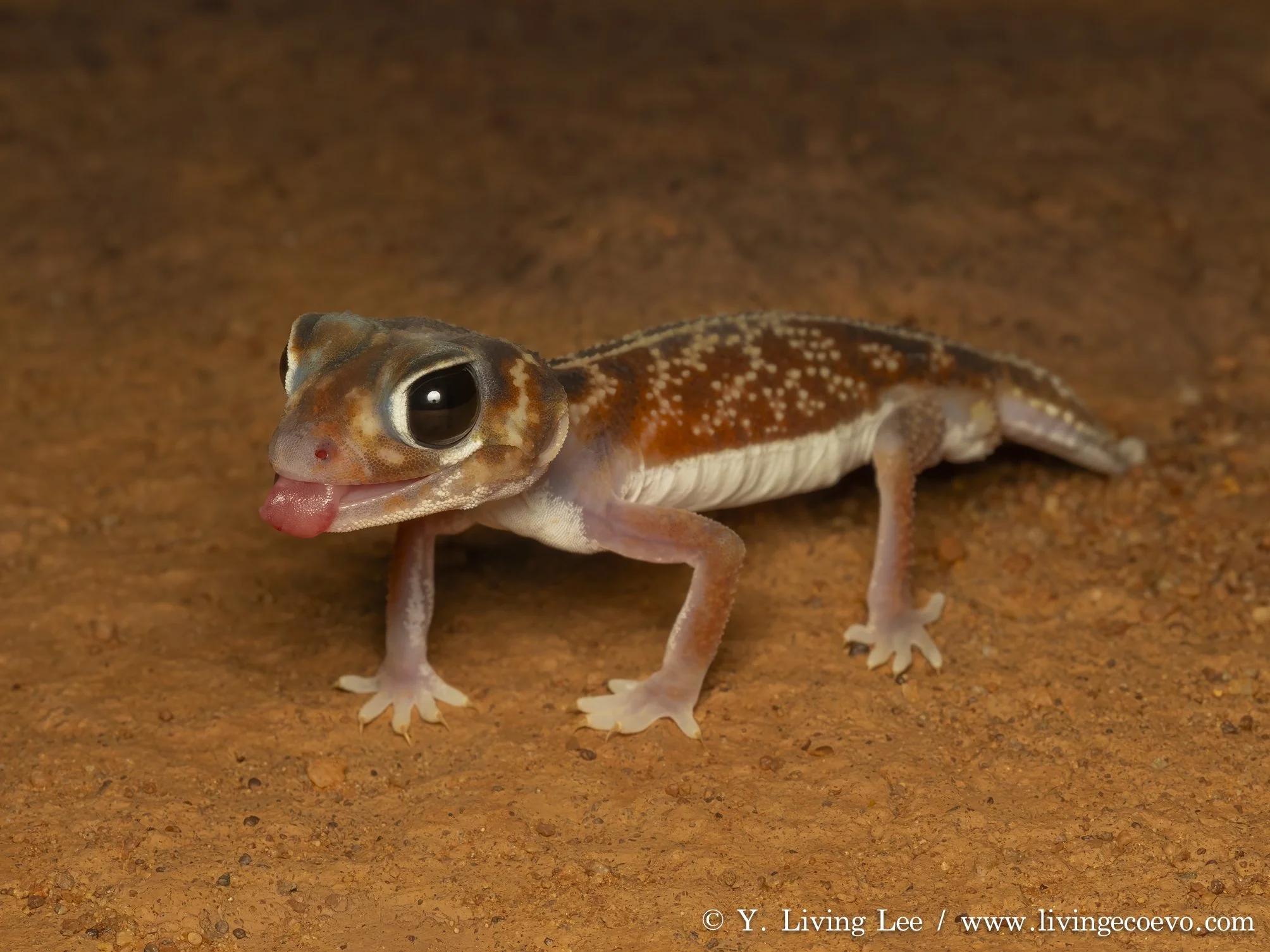 Midline knob-tailed gecko (Nephrurus vertebralis) @ WA, Cue, Nallan station