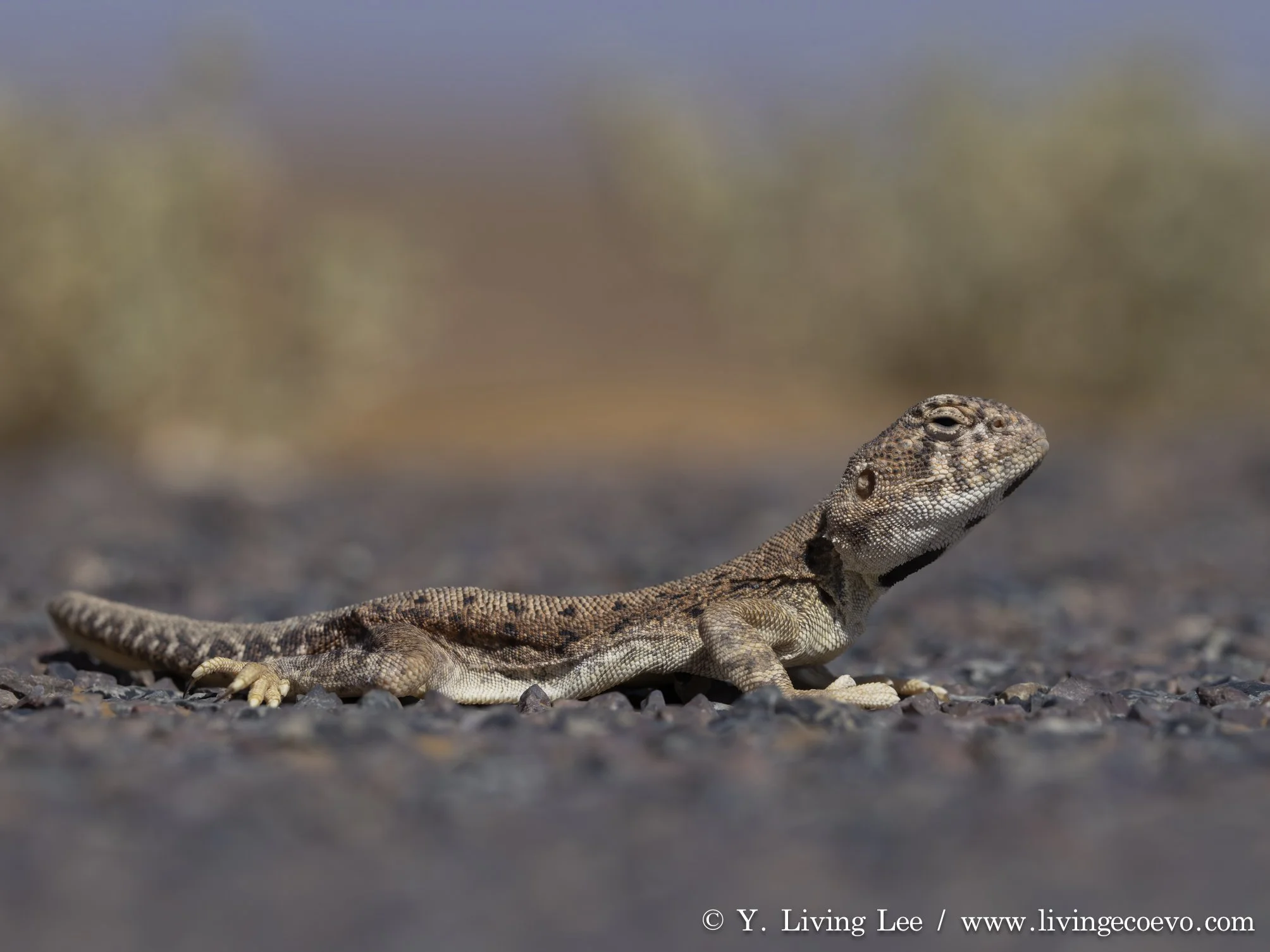 Gibber dragon (Ctenophorus gibba) @ SA, Coober Pedy