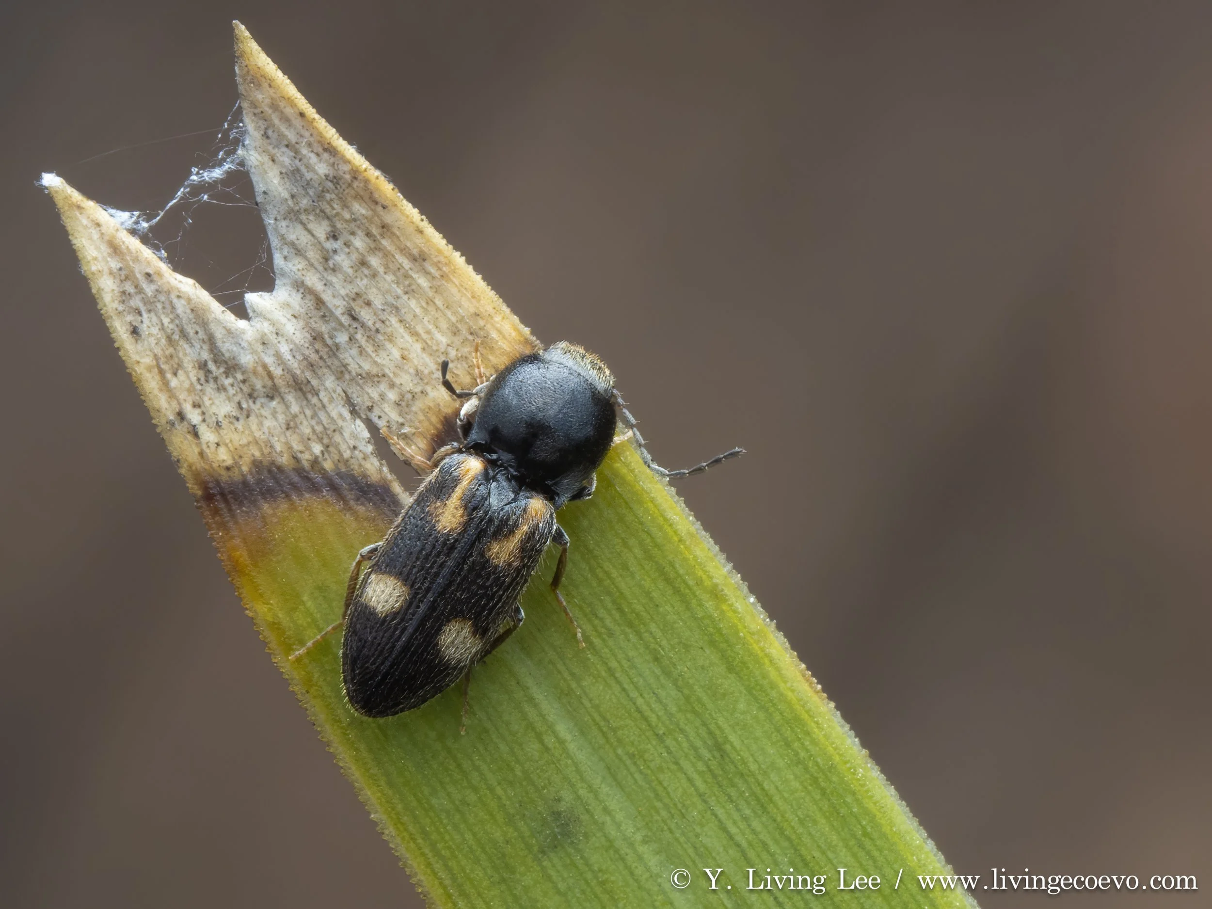 Elateridae @ NSW, Mt Jerrabomberra