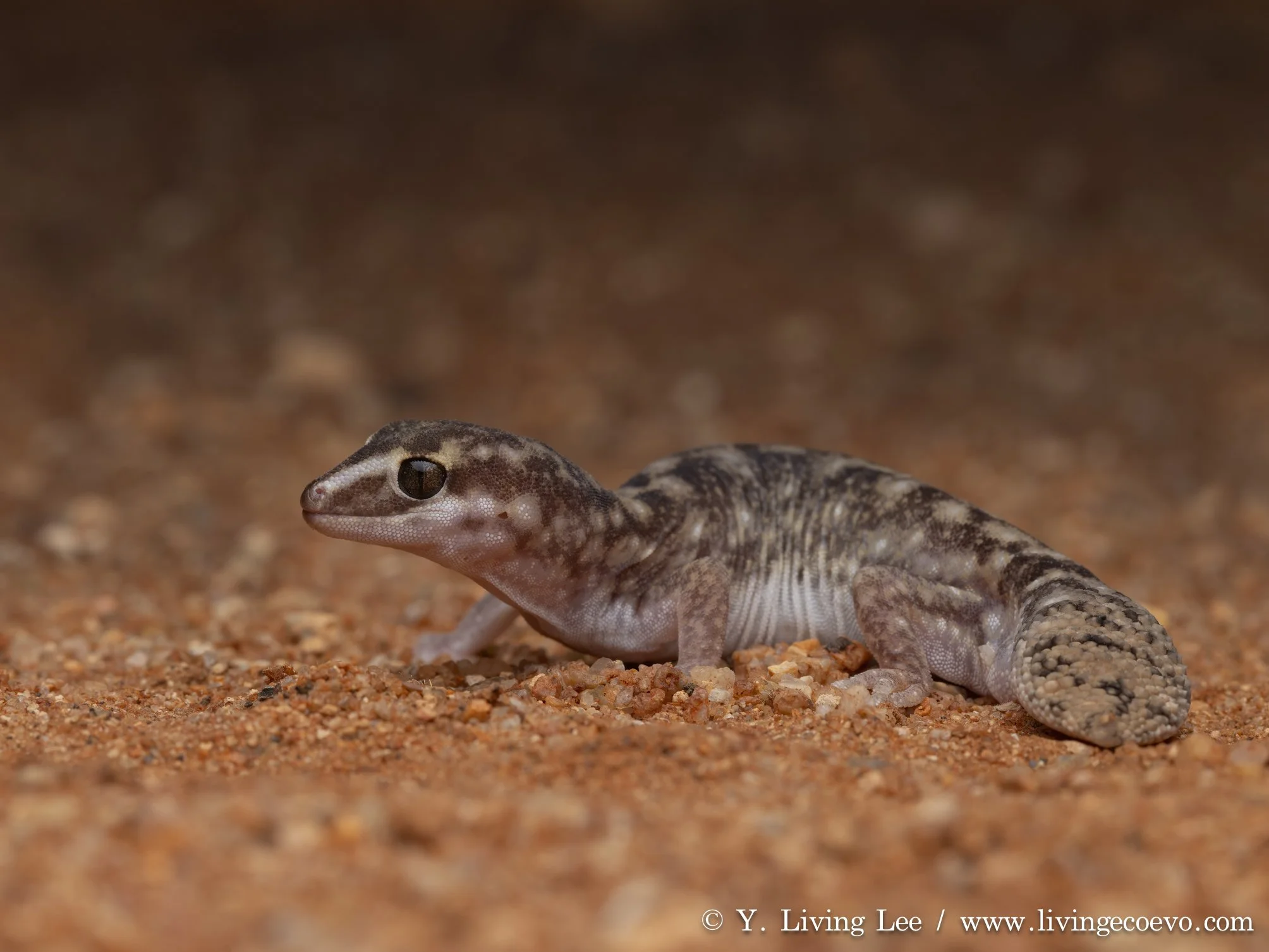 Variable fat-tailed gecko (Diplodactylus conspicillatus) @ SA, Kulgera