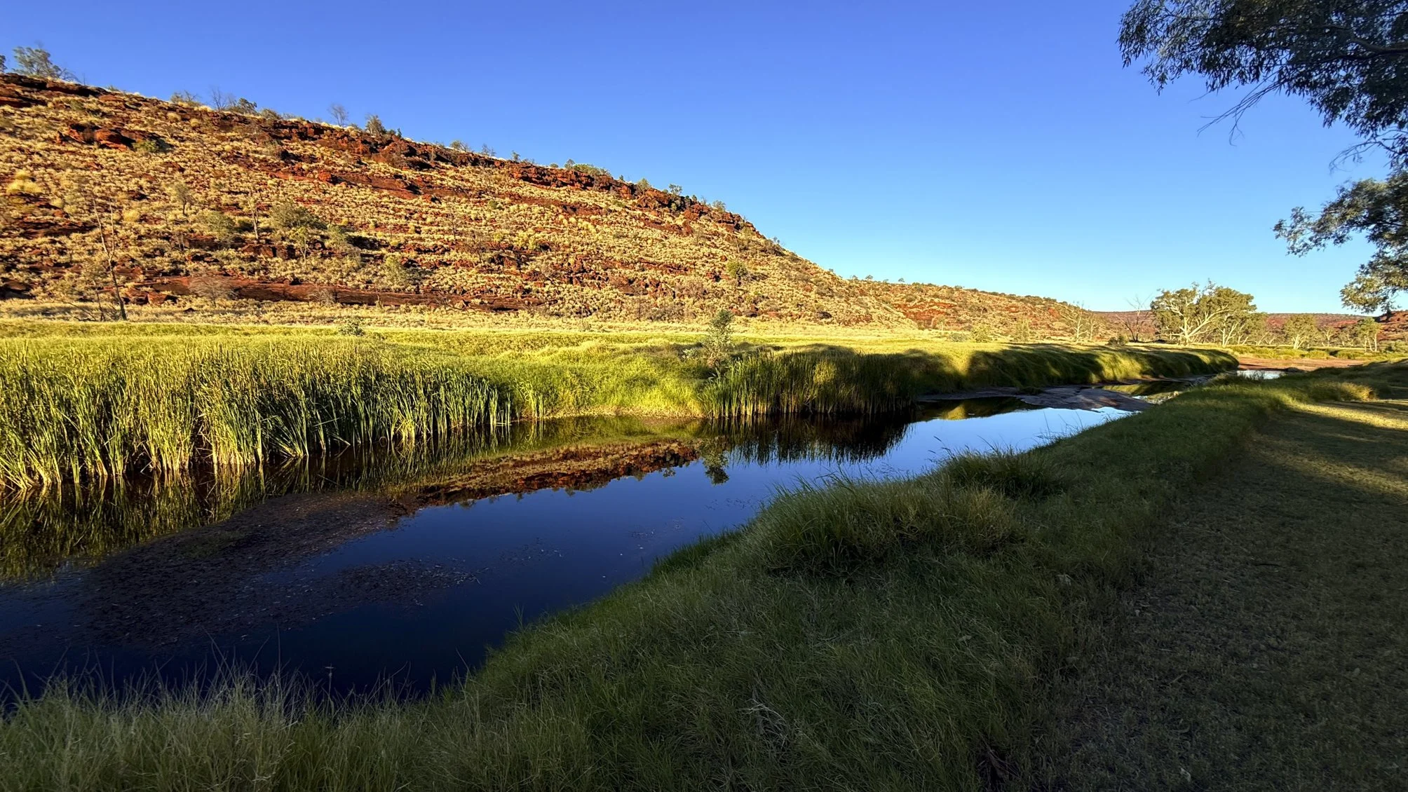 Right next to the Palm valley campground - creek, reed, and clamorous reed warbler @ NT, Palm valley