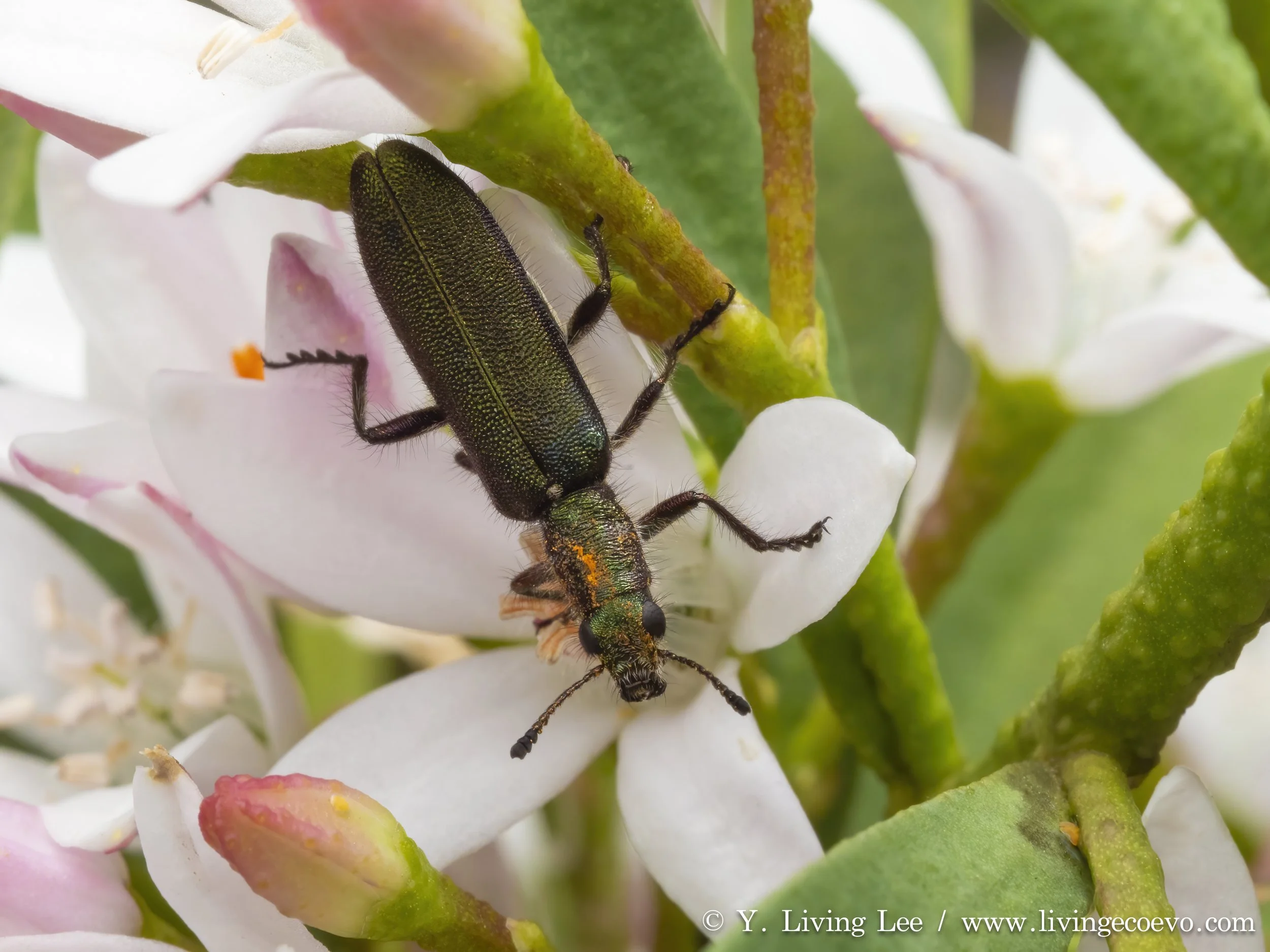 Cleridae @ ACT, Hugh, Roadside bushland