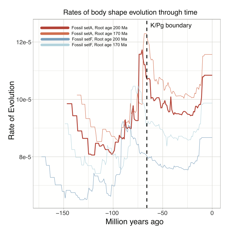 Line graph titled 'Rates of body shape evolution through time' showing rate of evolution over millions of years ago. Four lines represent different fossil sets with roots at 170 and 200 million years ago, colored in shades of red and blue. The Y-axis: 'Rate of Evolution,' the X-axis: 'Million years ago.' A dashed vertical line marks the K/Pg boundary.