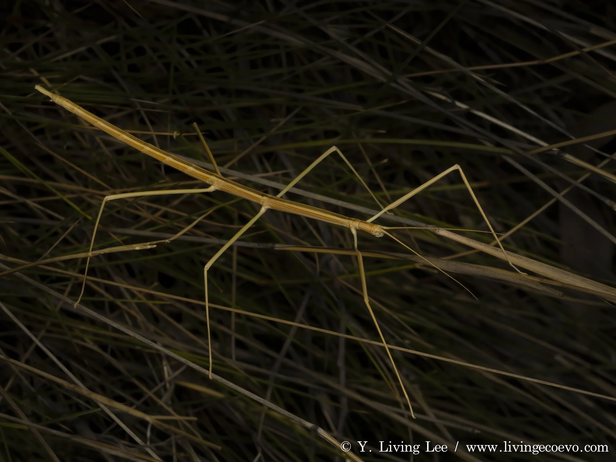 Grass stick insect (Denhama sp.) on spinifex @ NT, West MacDonnell Range, Ormiston Gorge