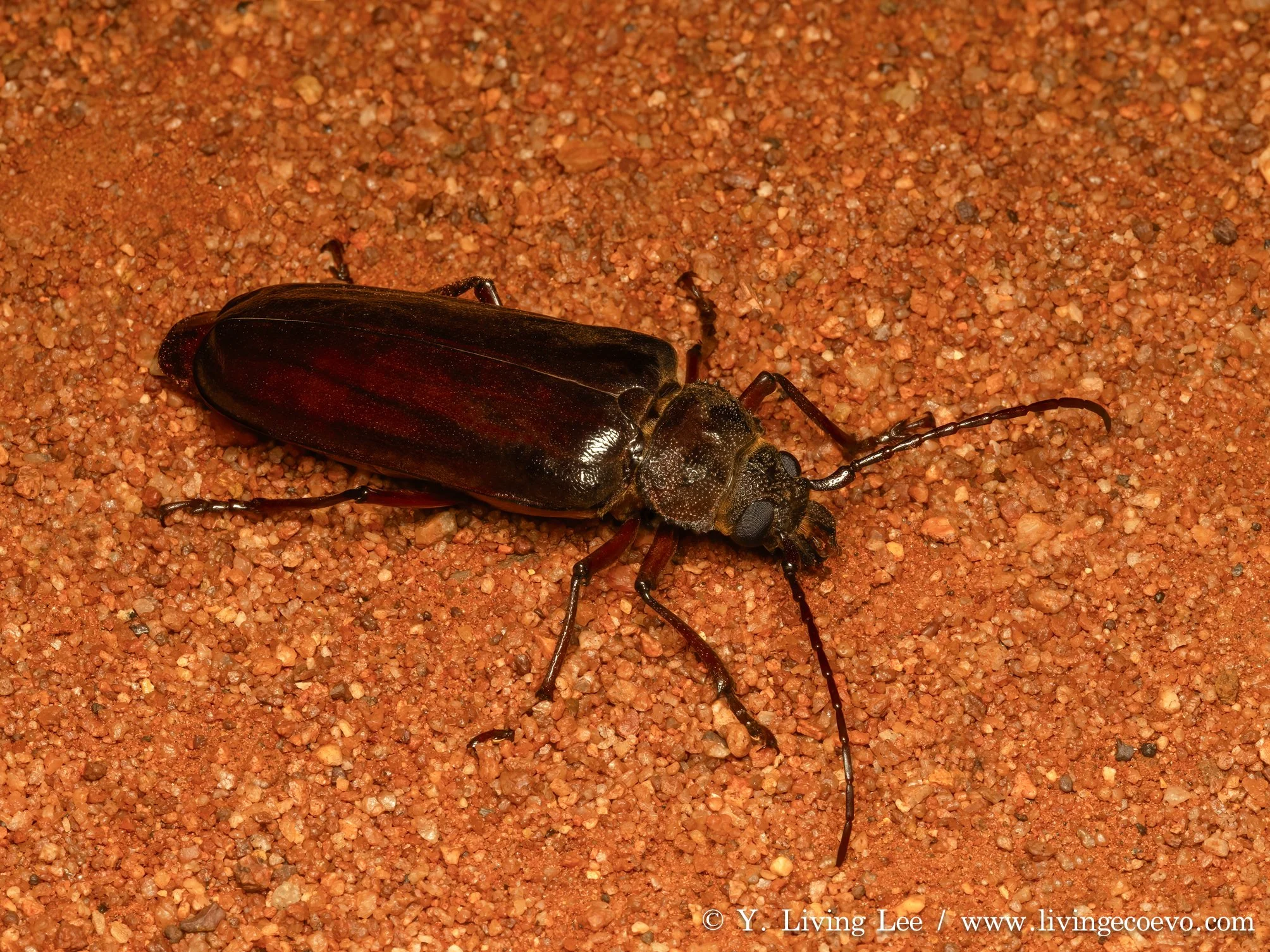 Cerambycidae (Prioninae, Eurynassa sp. female, ID by Roger DeKeyzer ) @ NT, Yulura