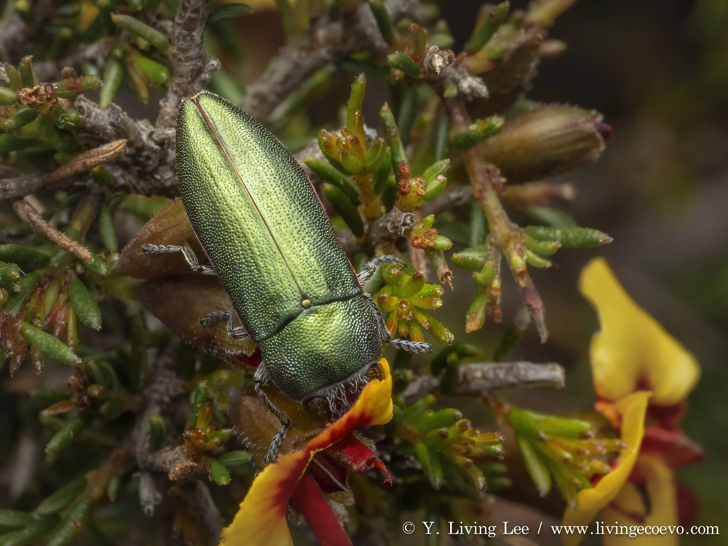 Buprestidae (Melobasis propinqua) @ ACT, Black mountain, E slope