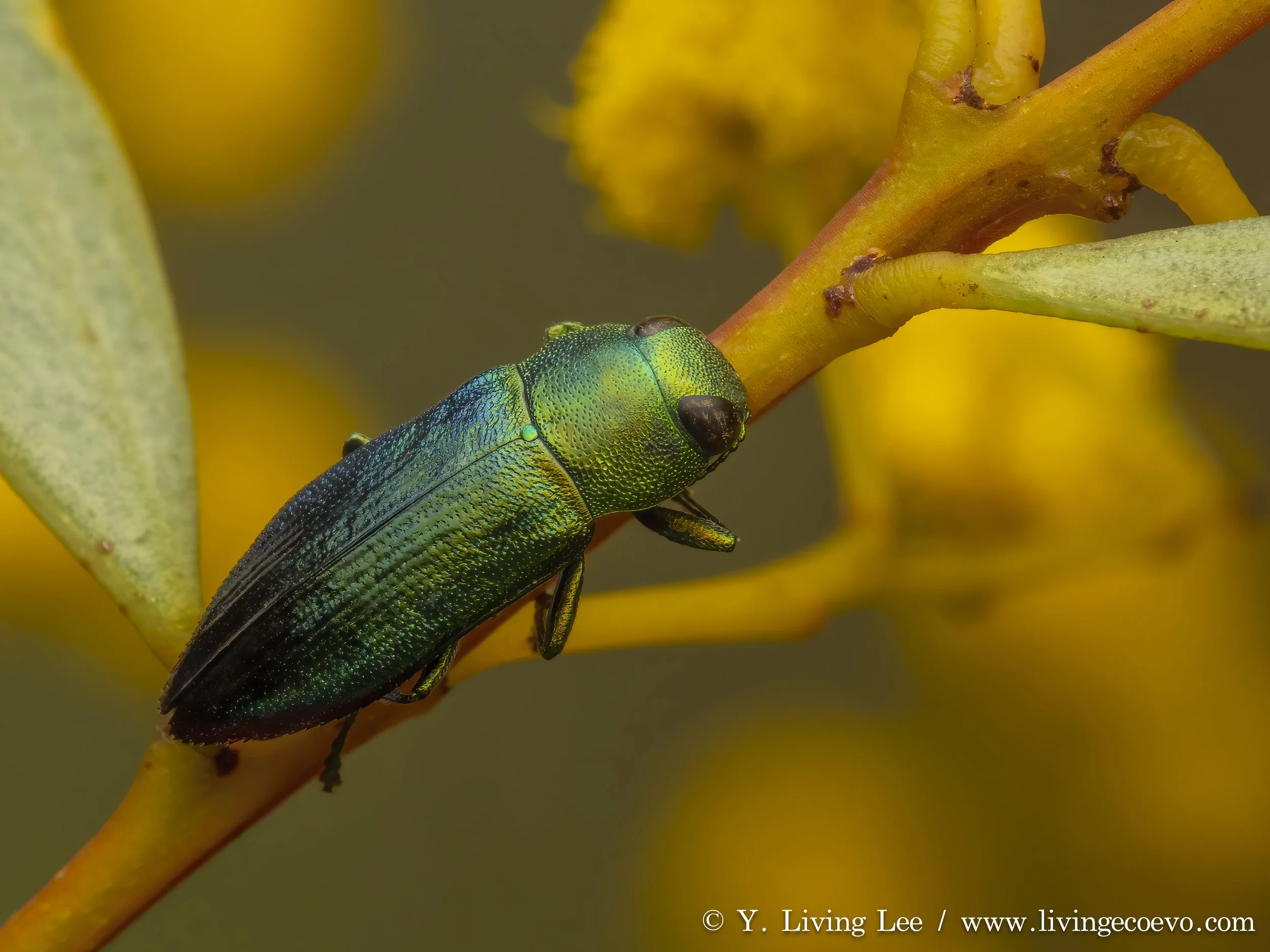 Buprestidae (Melobasis obscurella) @ ACT, Black mountain W slope, on Acacia flower