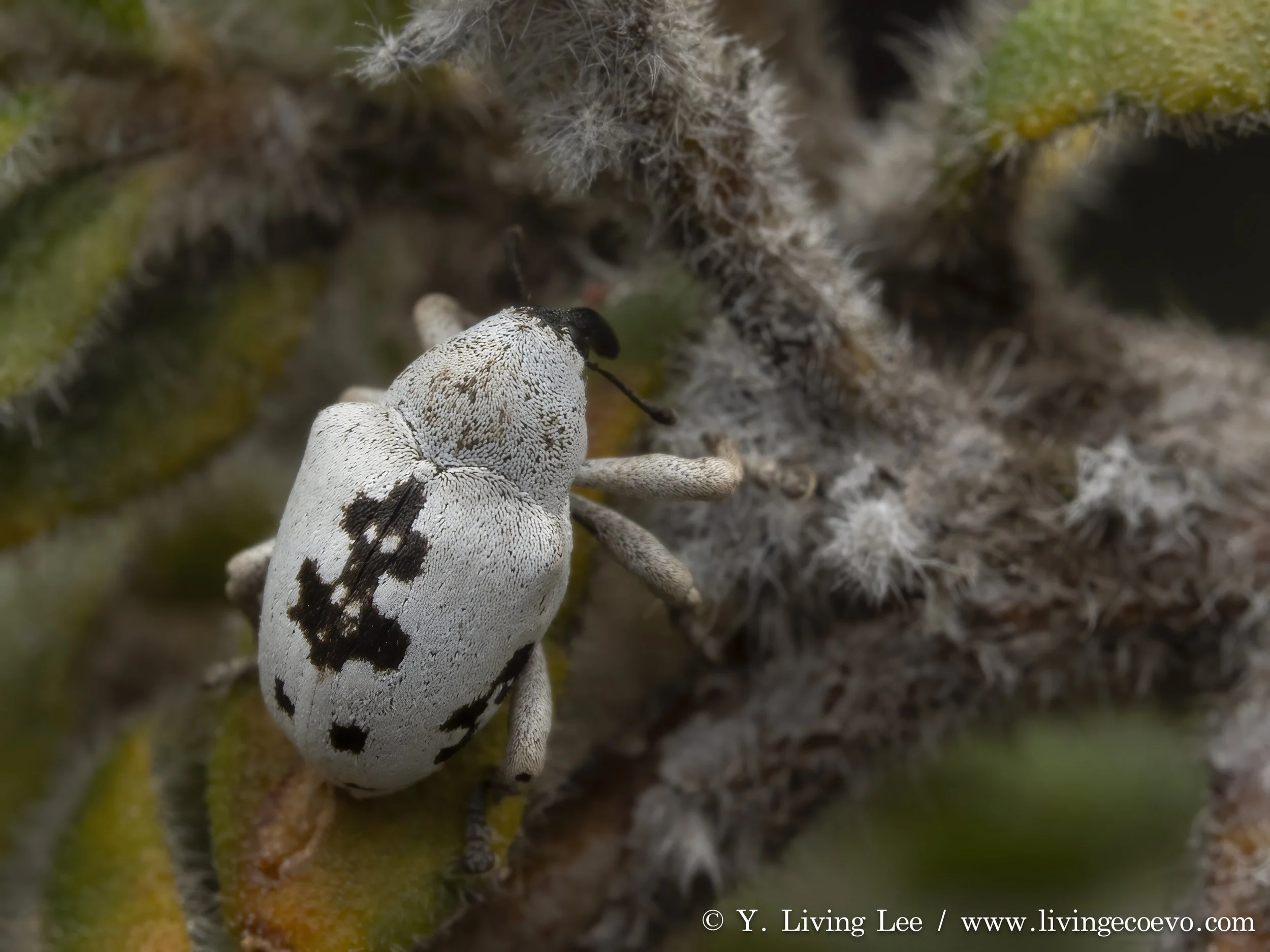 Curculionidae @ ACT, Black mountain, E slope