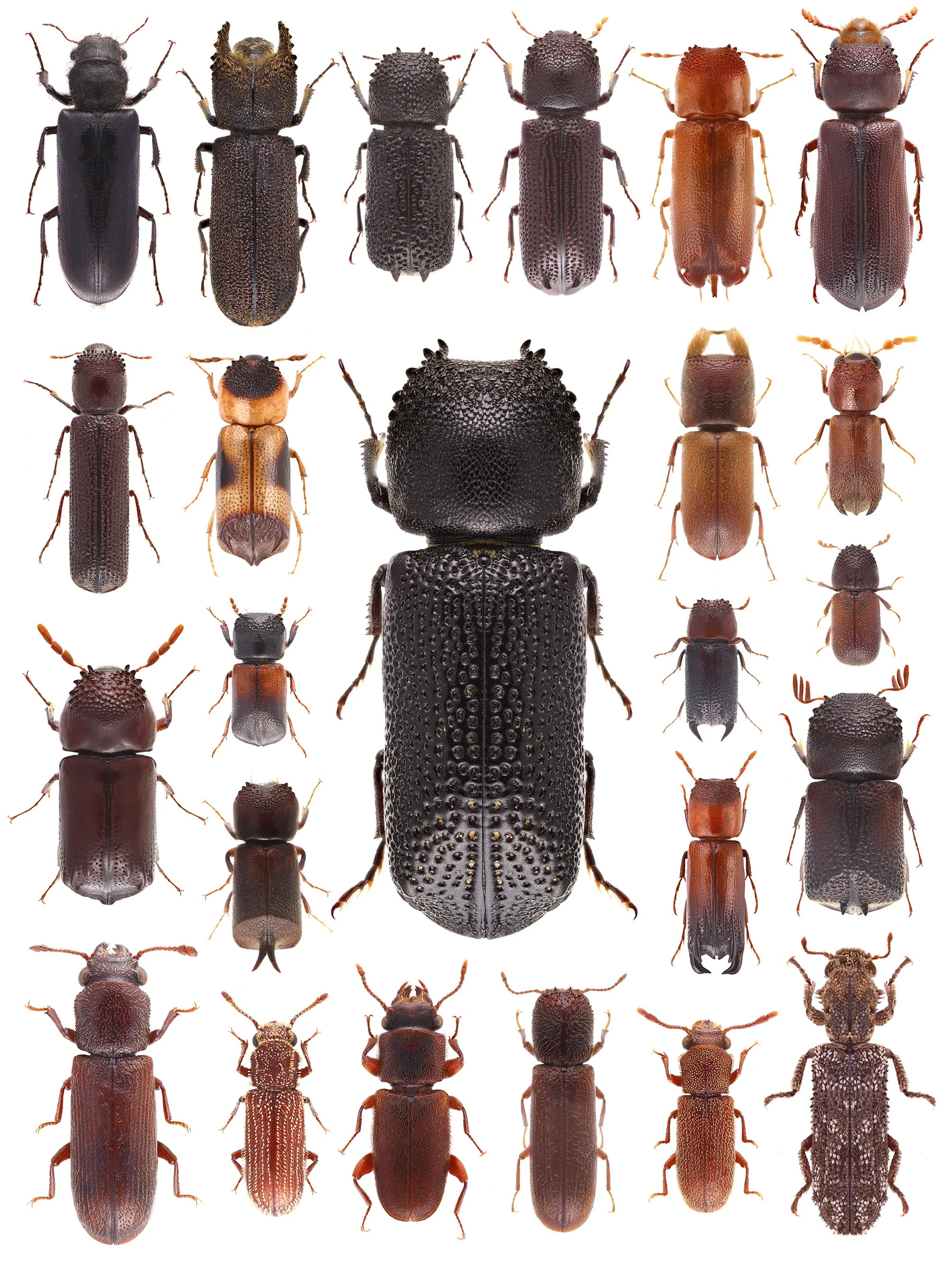 A collection of various beetles, with a large black beetle in the center surrounded by smaller beetles of different colors and textures.
