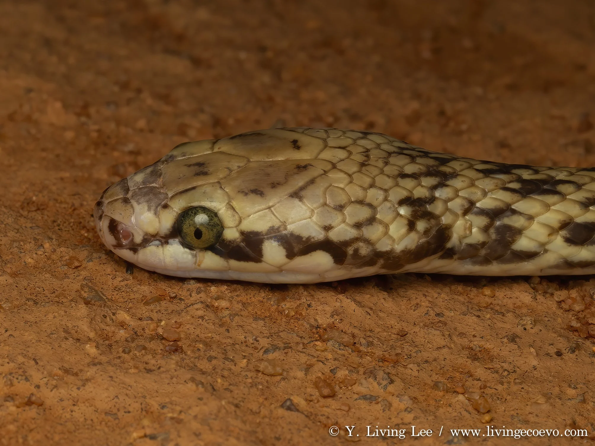 Rosen's snake (Suta fasciata) @ WA, Cue, Nallan station
