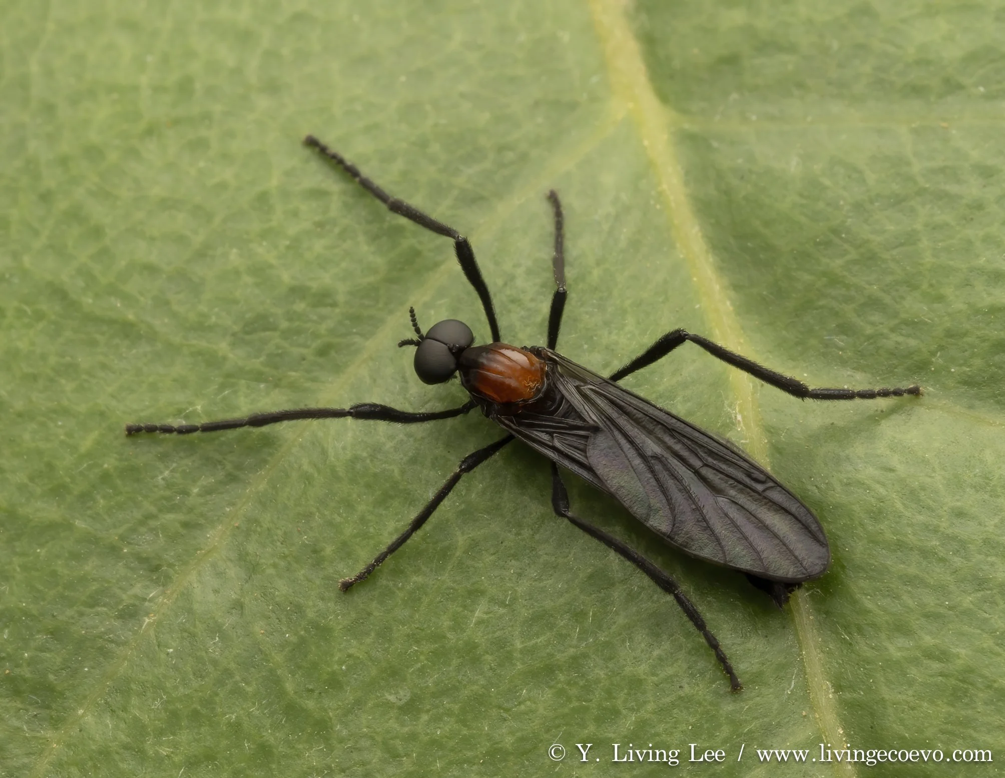 Bibionidae @ ACT, Tidbinbilla
