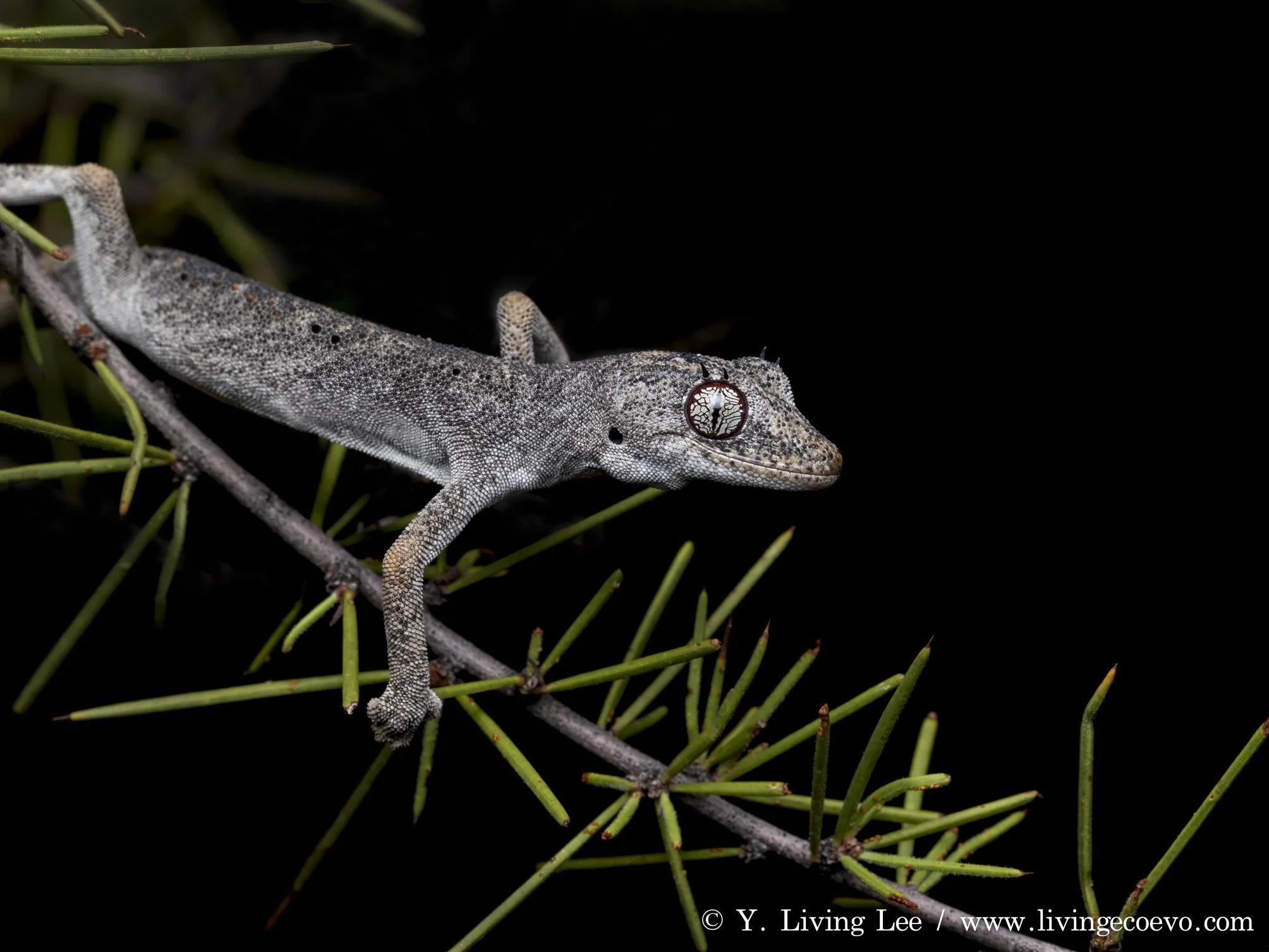Northern spiny-tailed gecko (Strophurus ciliaris) @ NT, Kings Canyon