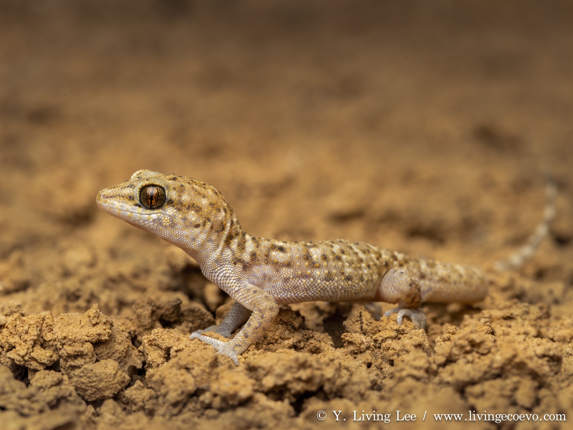 Bynoe's gecko (Heteronotia binoei) @ SA, Coober Pedy
