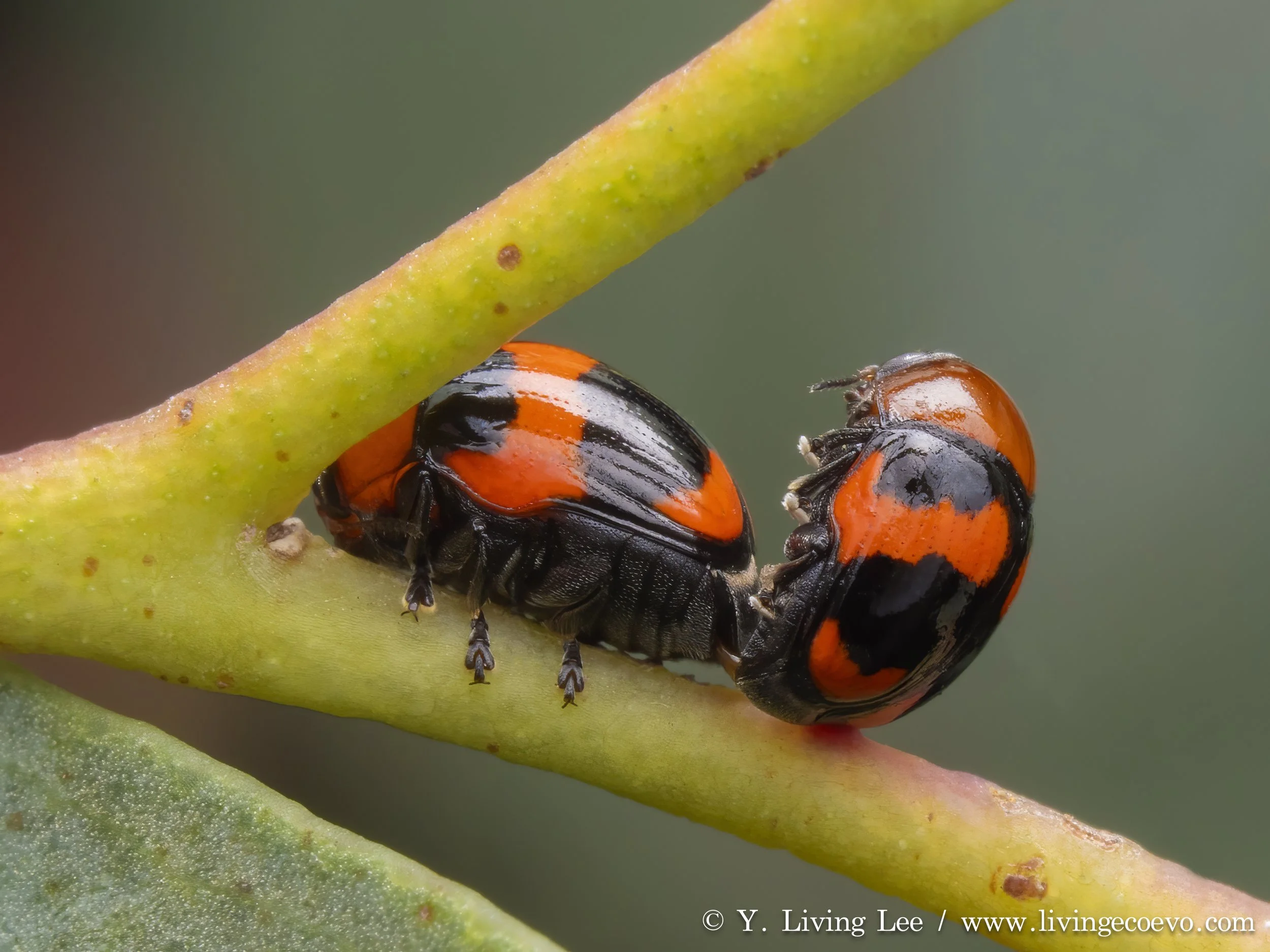 Chrysomelidae @ ACT, Woodstock Reserve