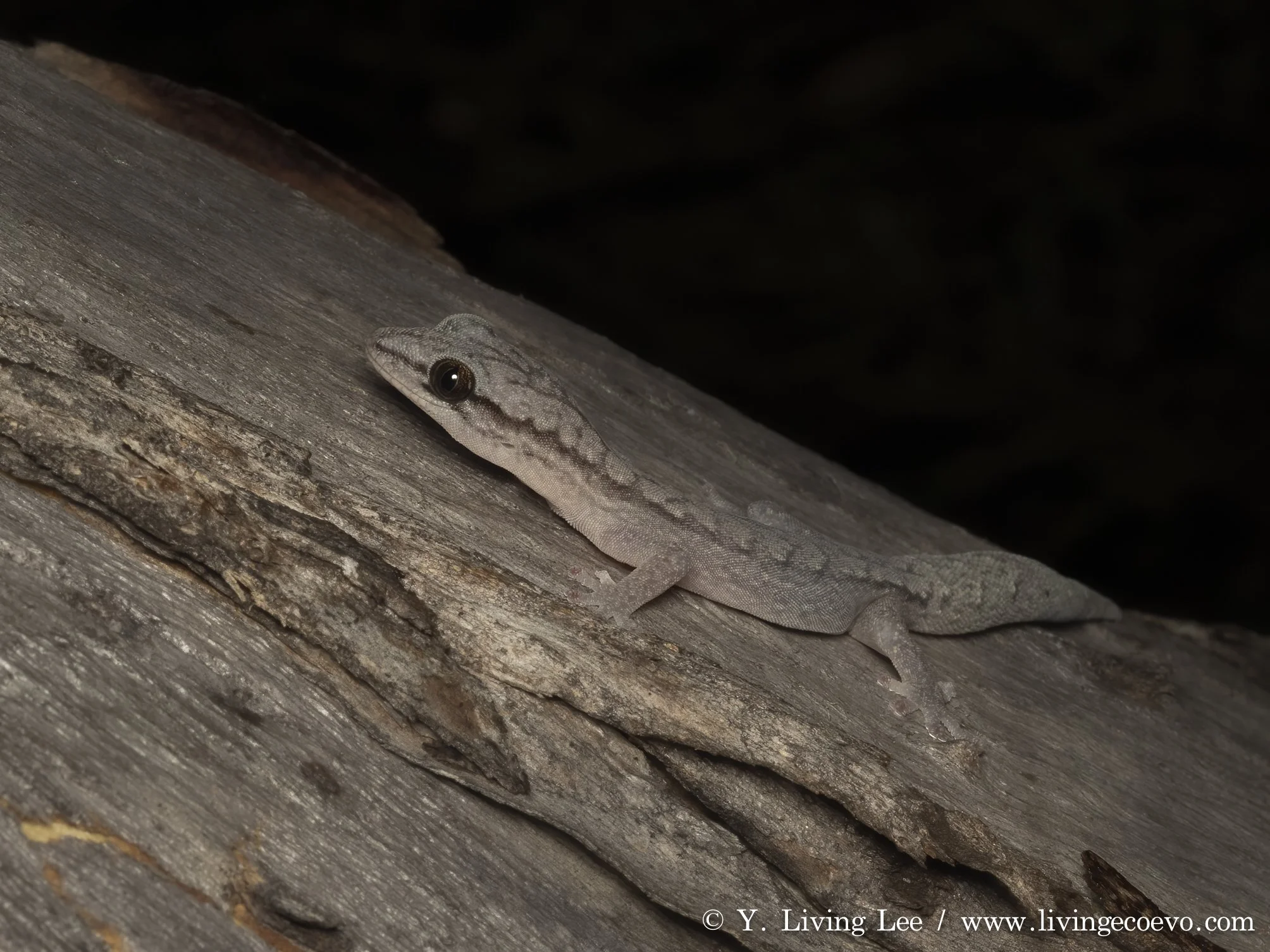 Reticulated velvet gecko (Hesperoedura reticulata) @ WA, Dryandra woodland