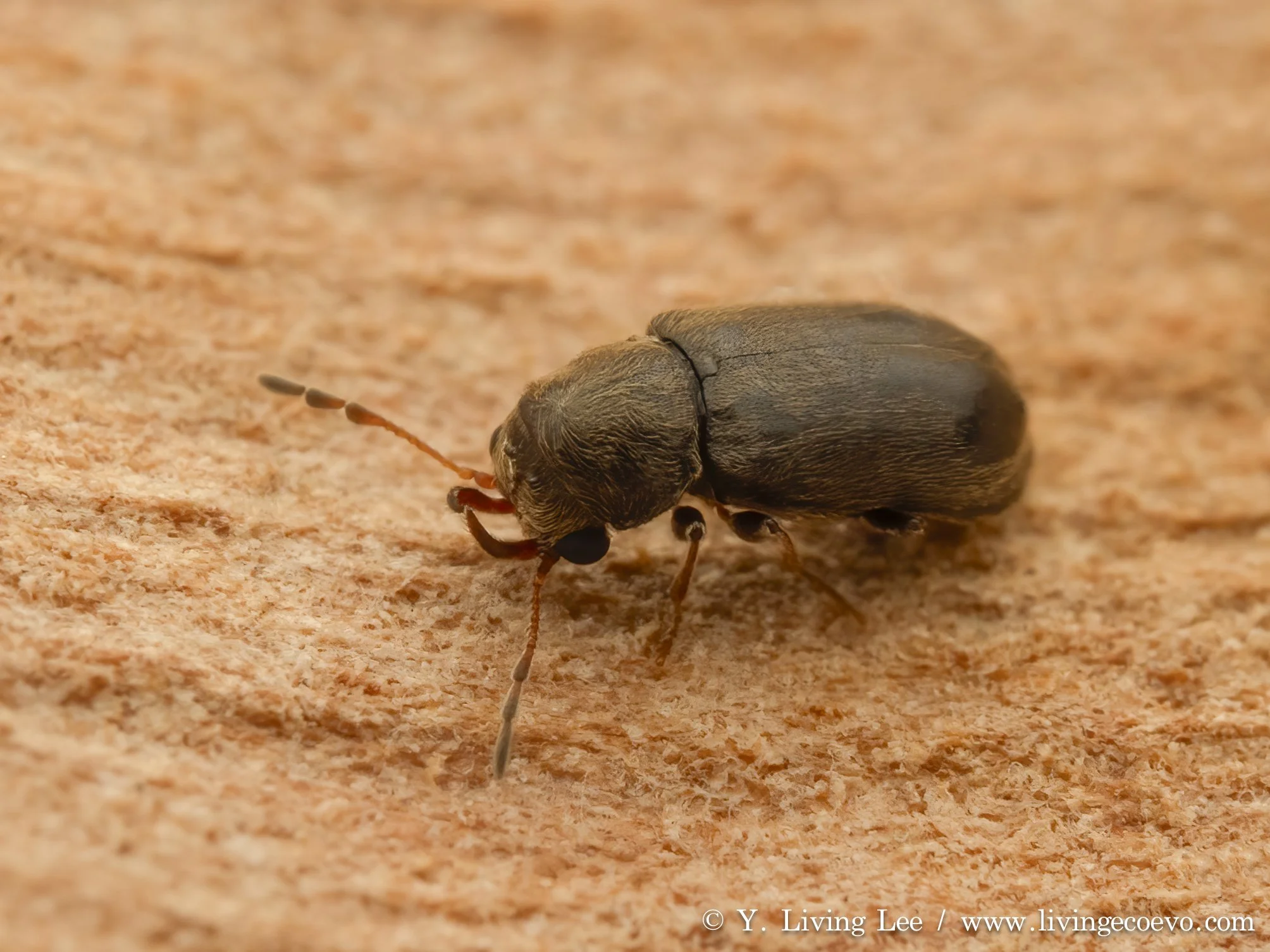 Ptinidae (Ozognathus cornutus) @ WA, Jiri Lochman's palace