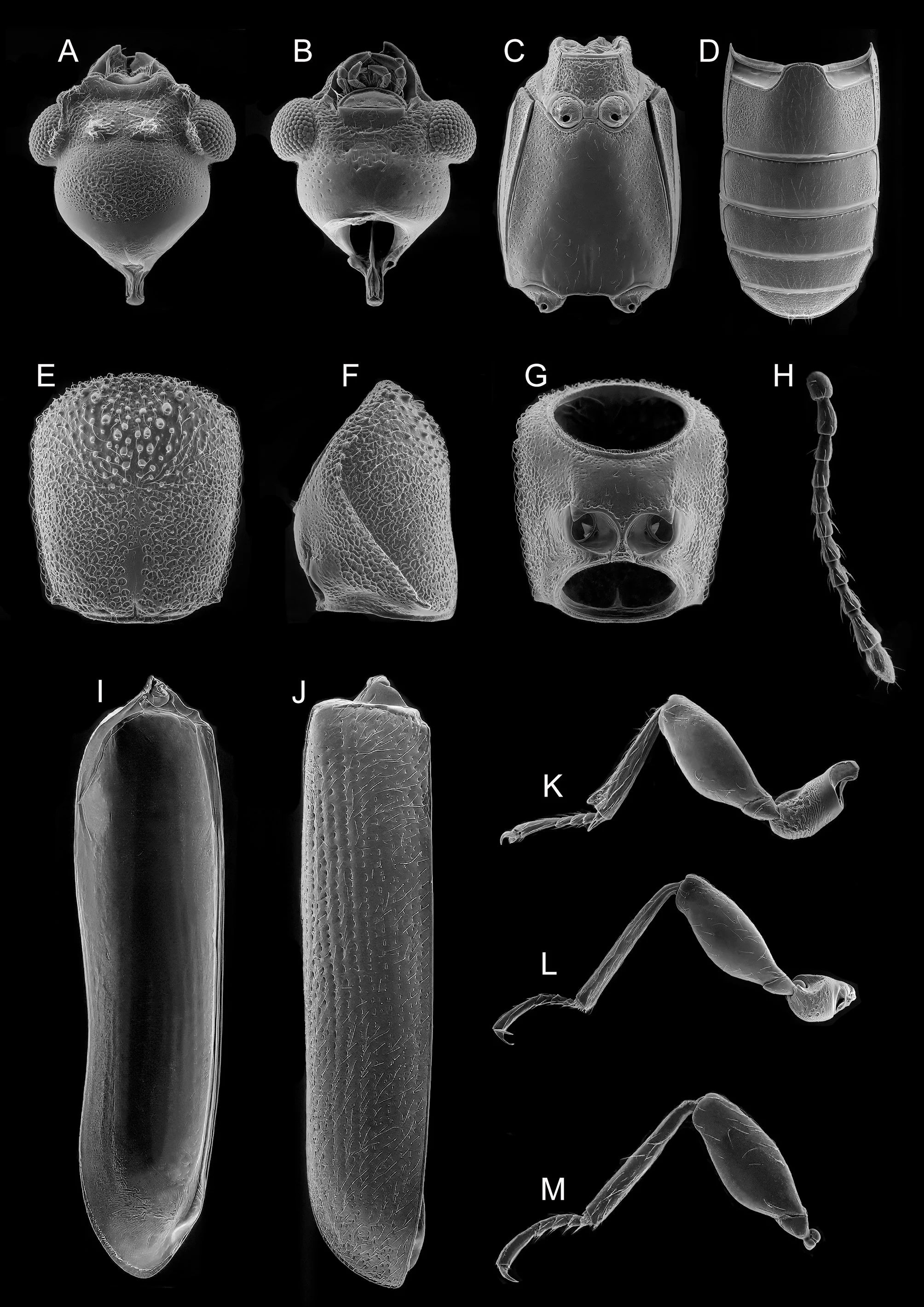 Scanning electron microscope images of various insect parts, including heads, bodies, legs, and antennae, labeled A through M.