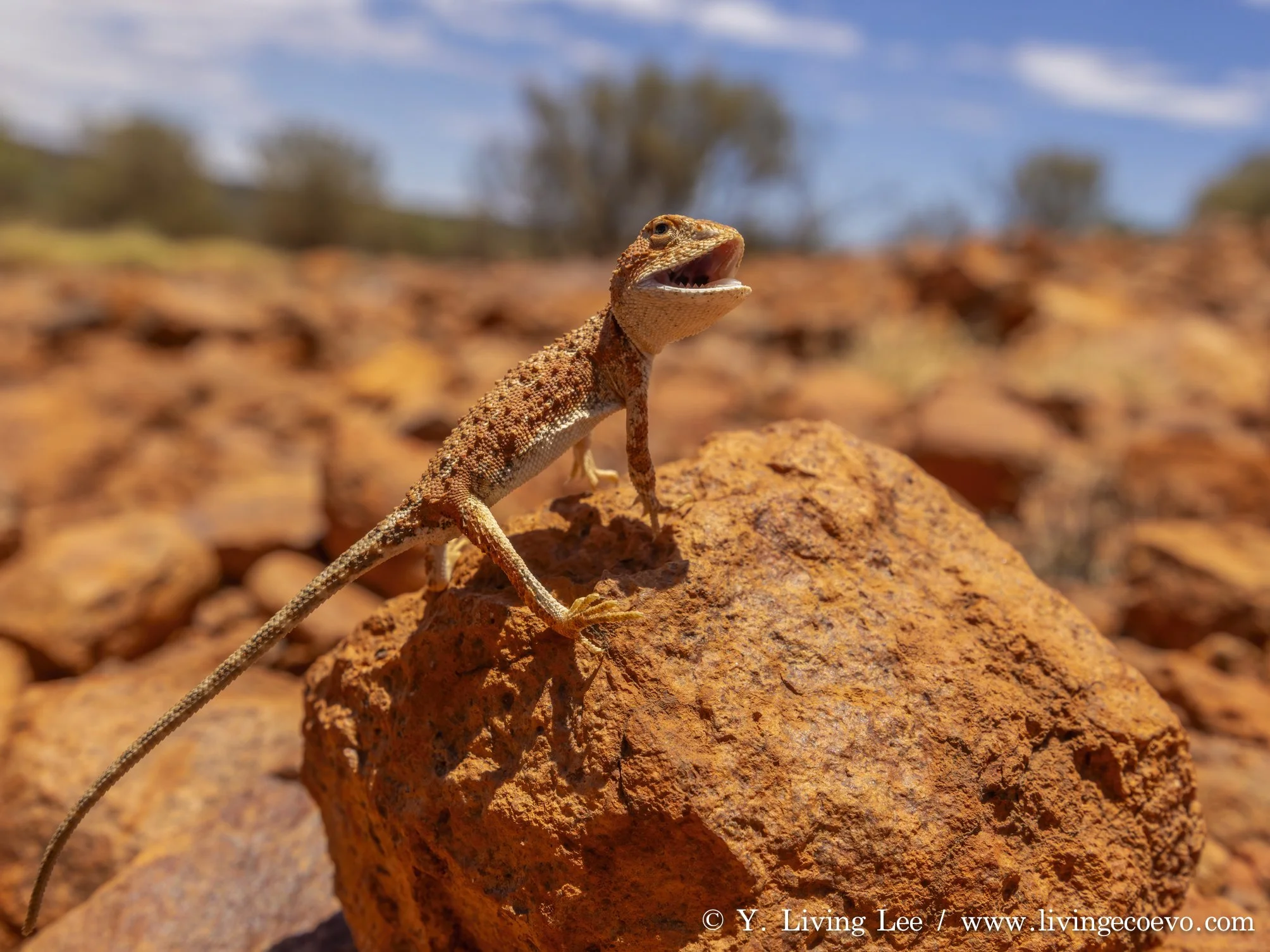 Central earless dragon (Tympanocryptis centralis) @ NT, Kata Tjuta
