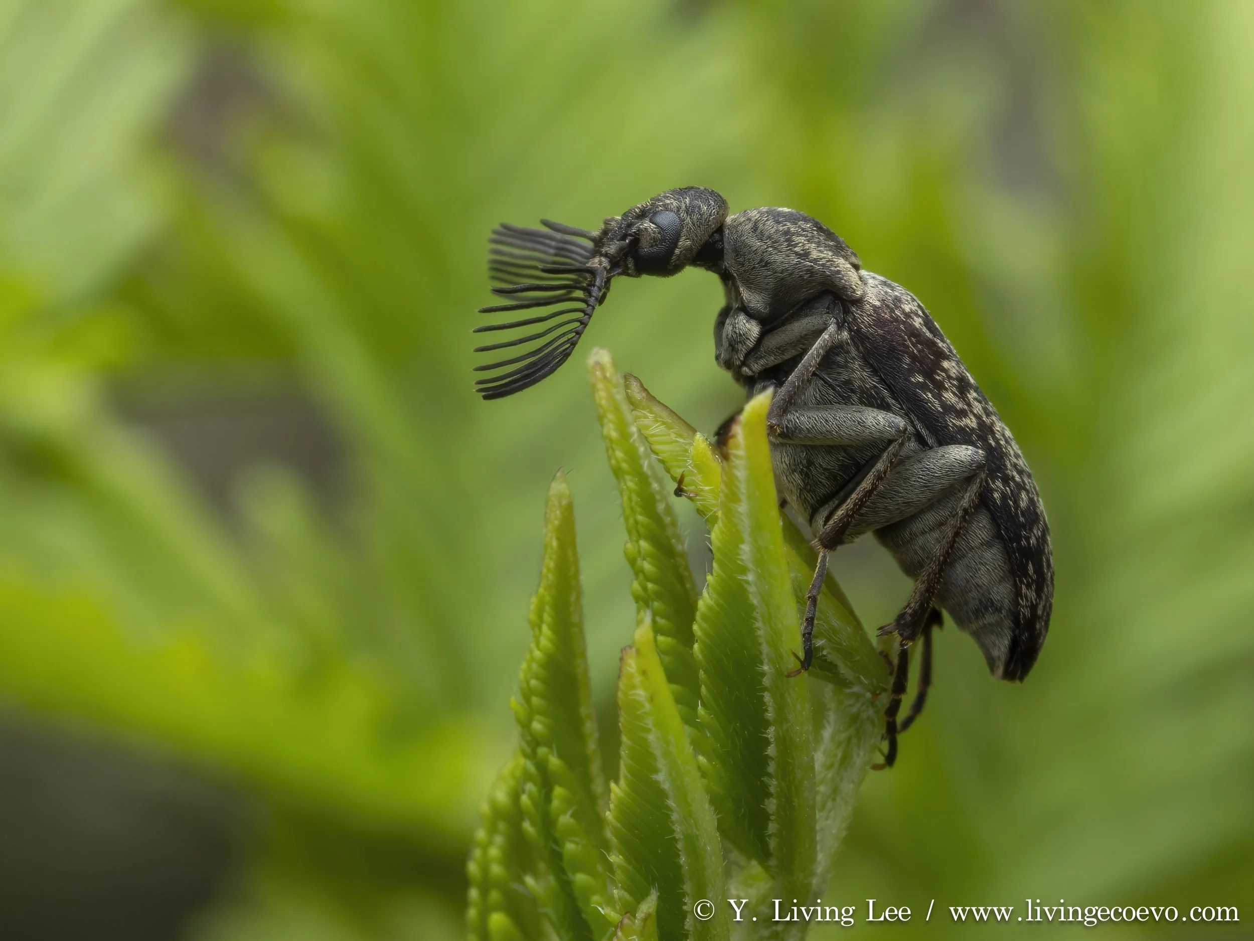 Rhipiphoridae @ ACT, Black mountain, E slope