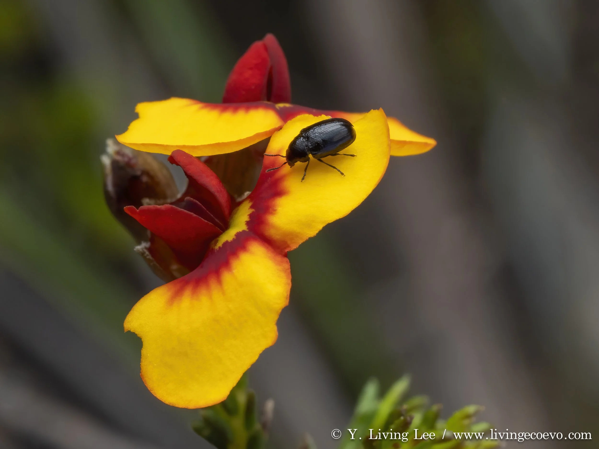 Chrysomelidae @ ACT, Aranda bushland