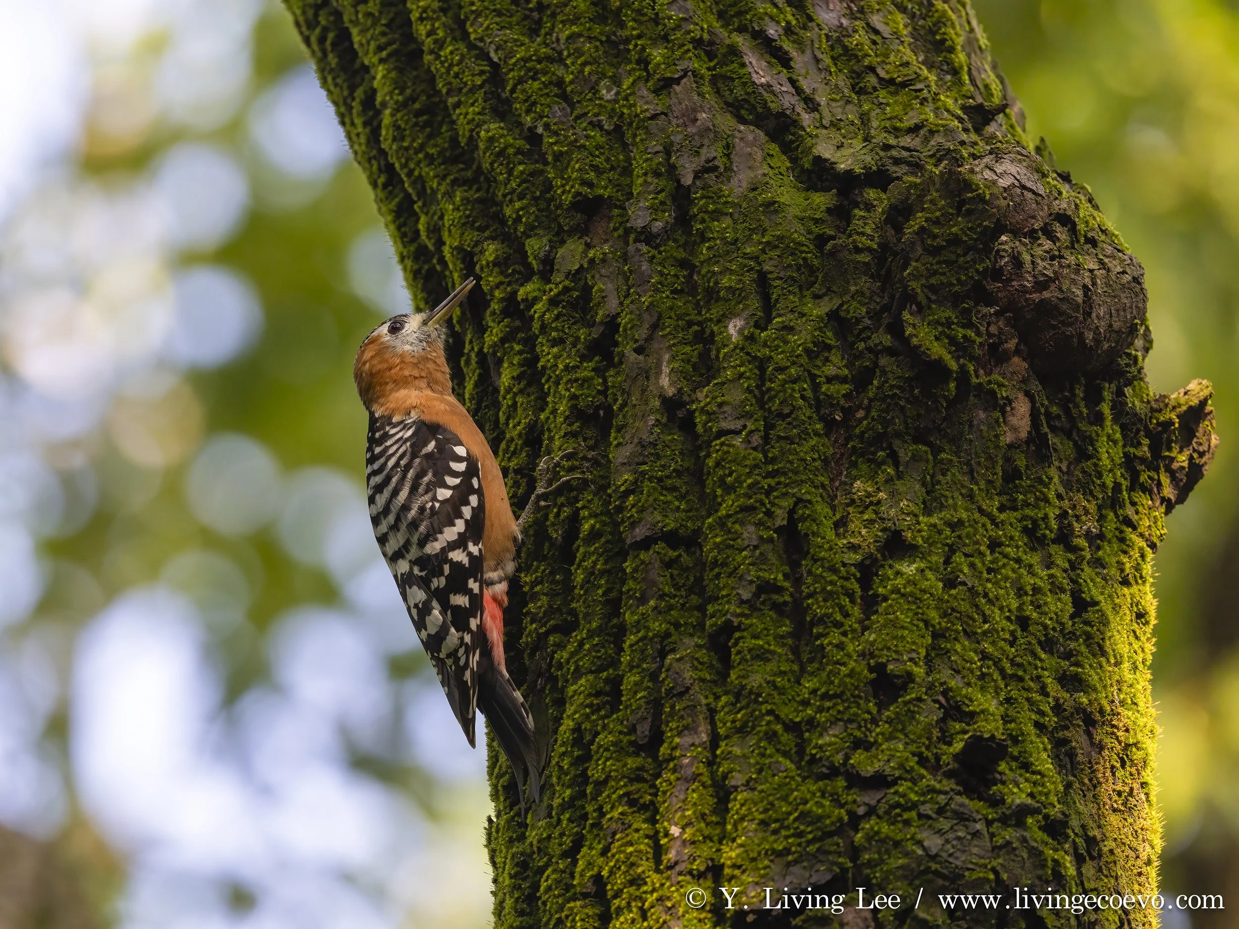 Rufous-bellied woodpecker (Dendrocopos hyperythrus) @ China, Changsha
