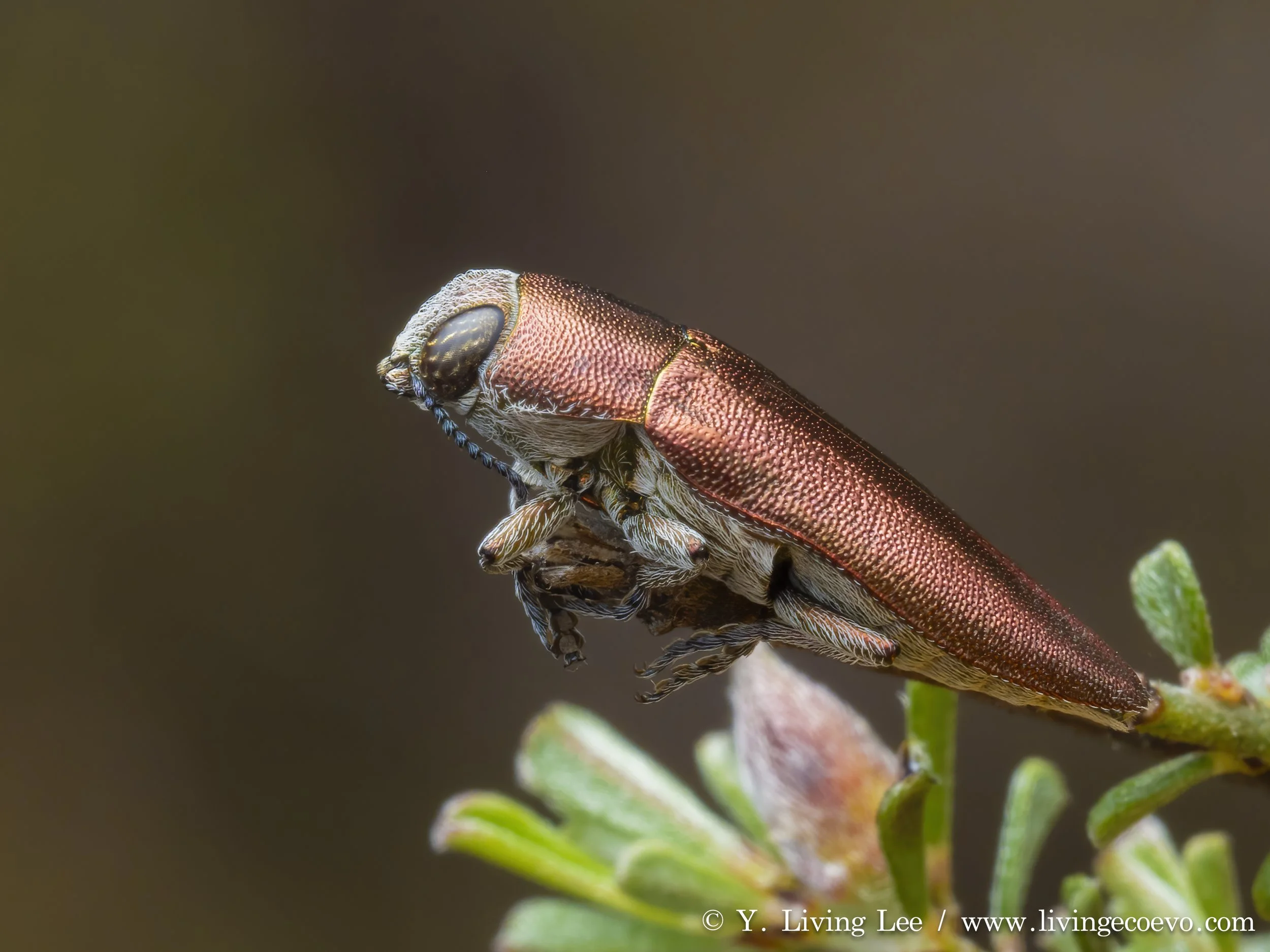 Buprestidae (Melobasis propinqua) @ NSW, Mt Jerrabomberra, on small Dillwynia bush