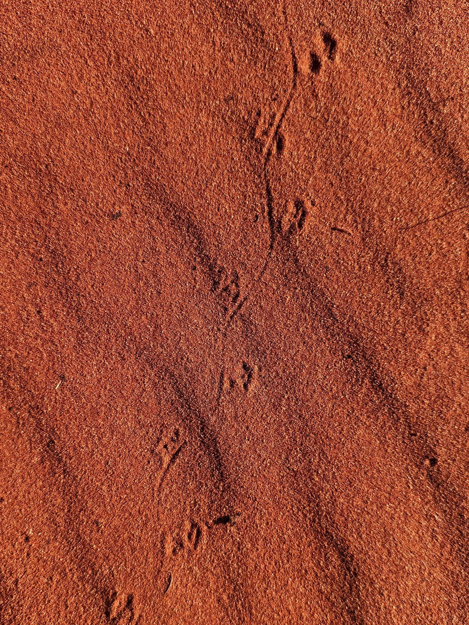 Goana track @ NT, Yulura