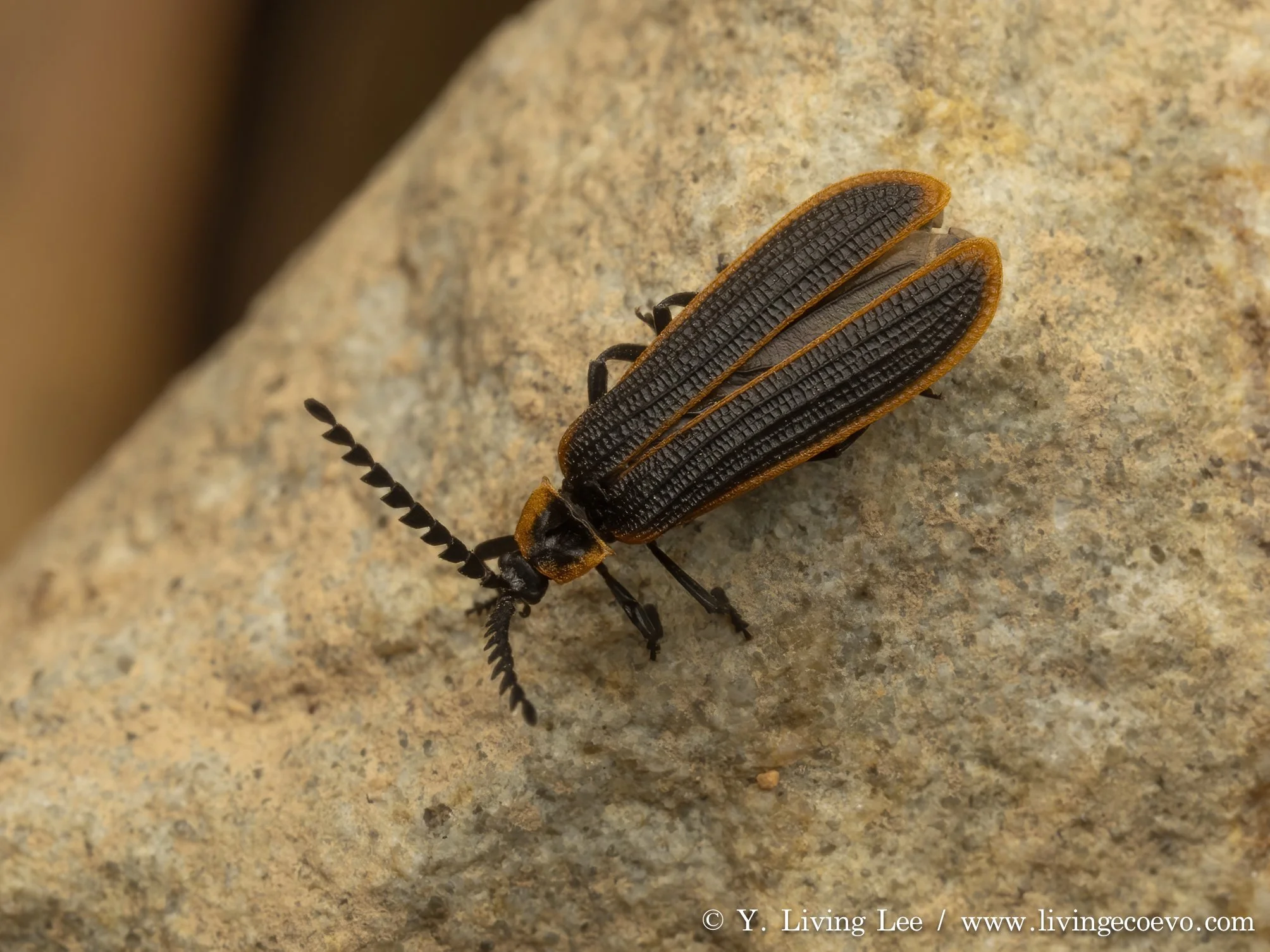 Lycidae @ ACT, Tidbinbilla